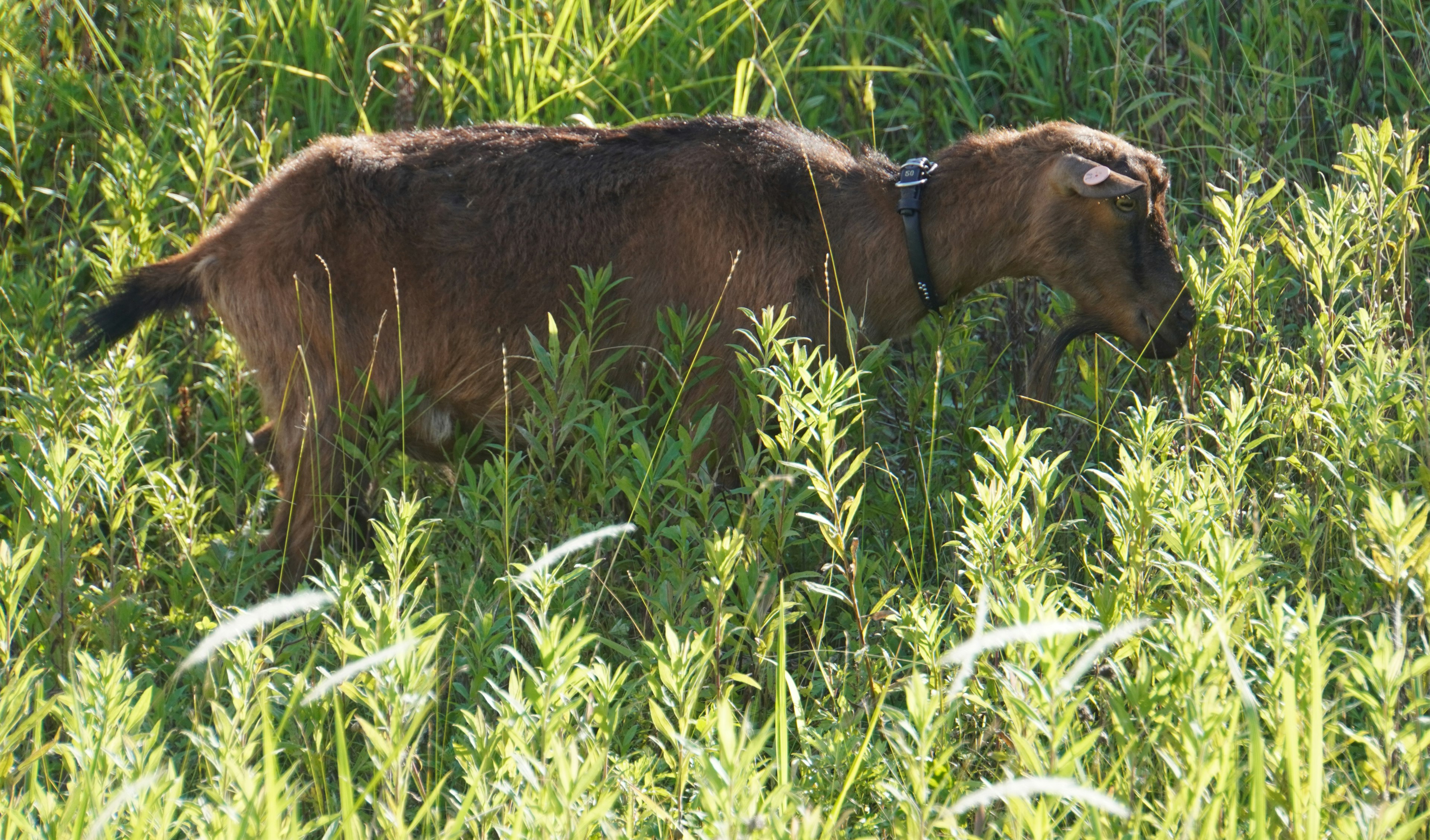 Kambing coklat yang merumput di rumput tinggi