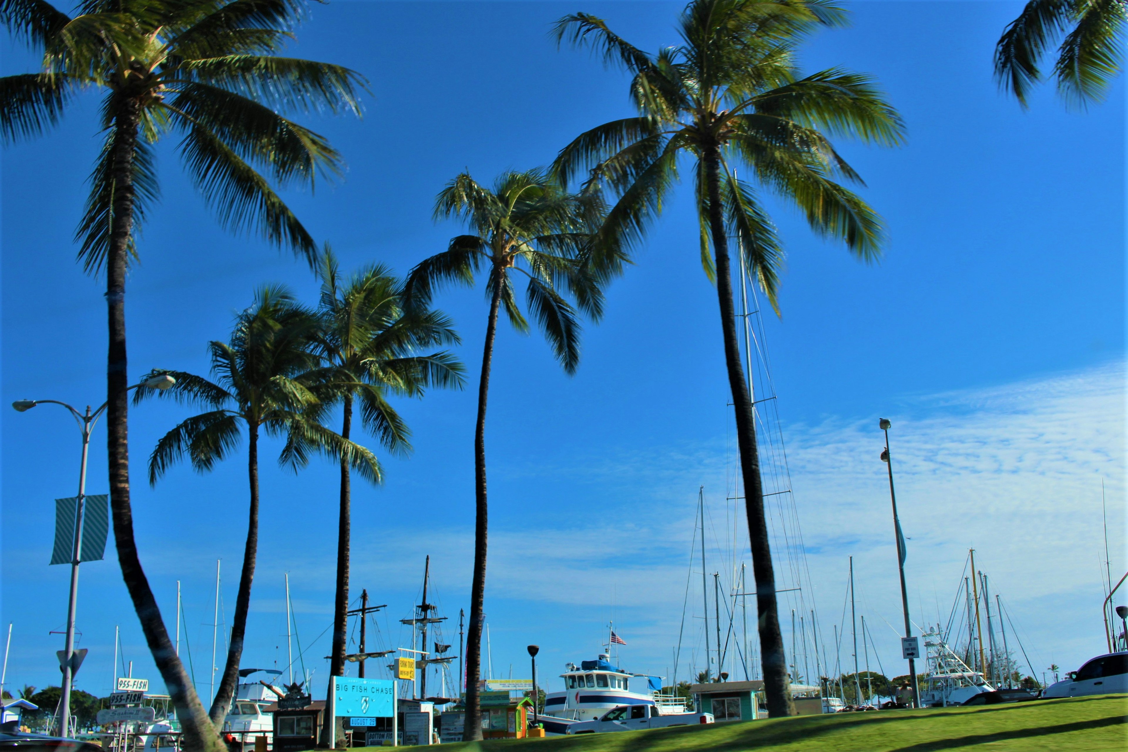 ทิวทัศน์ท่าเรือพร้อมต้นปาล์มและท้องฟ้าสีฟ้า