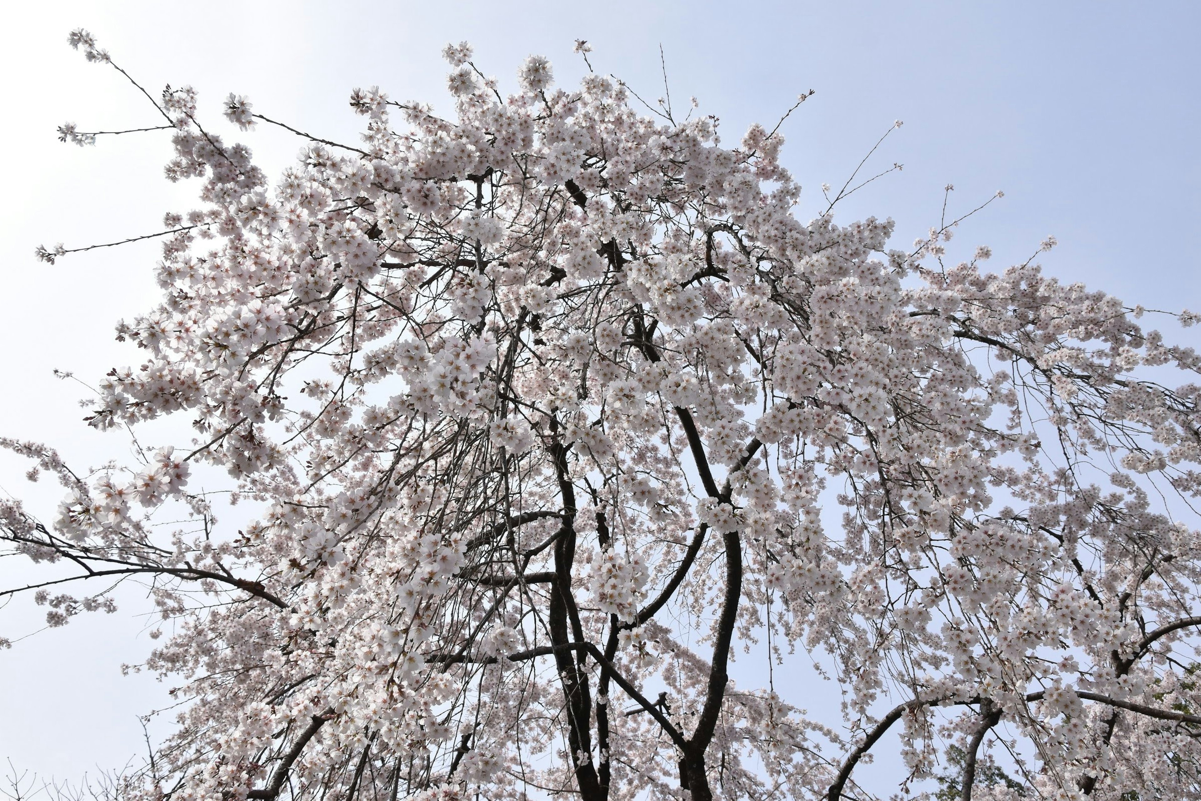 Pohon sakura yang sedang mekar di bawah langit biru yang cerah