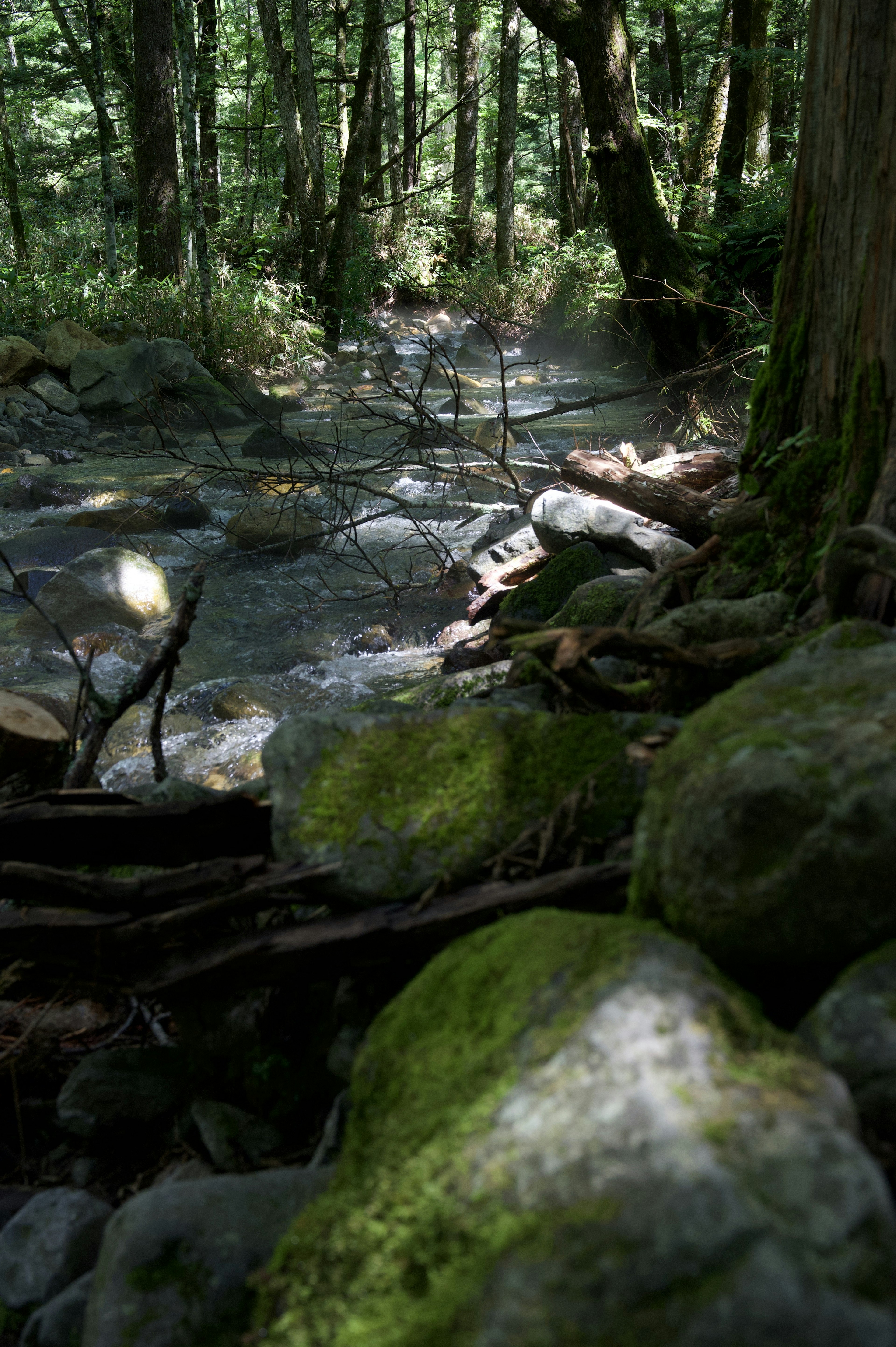 緑の苔が生えた岩と流れる小川のある森の風景