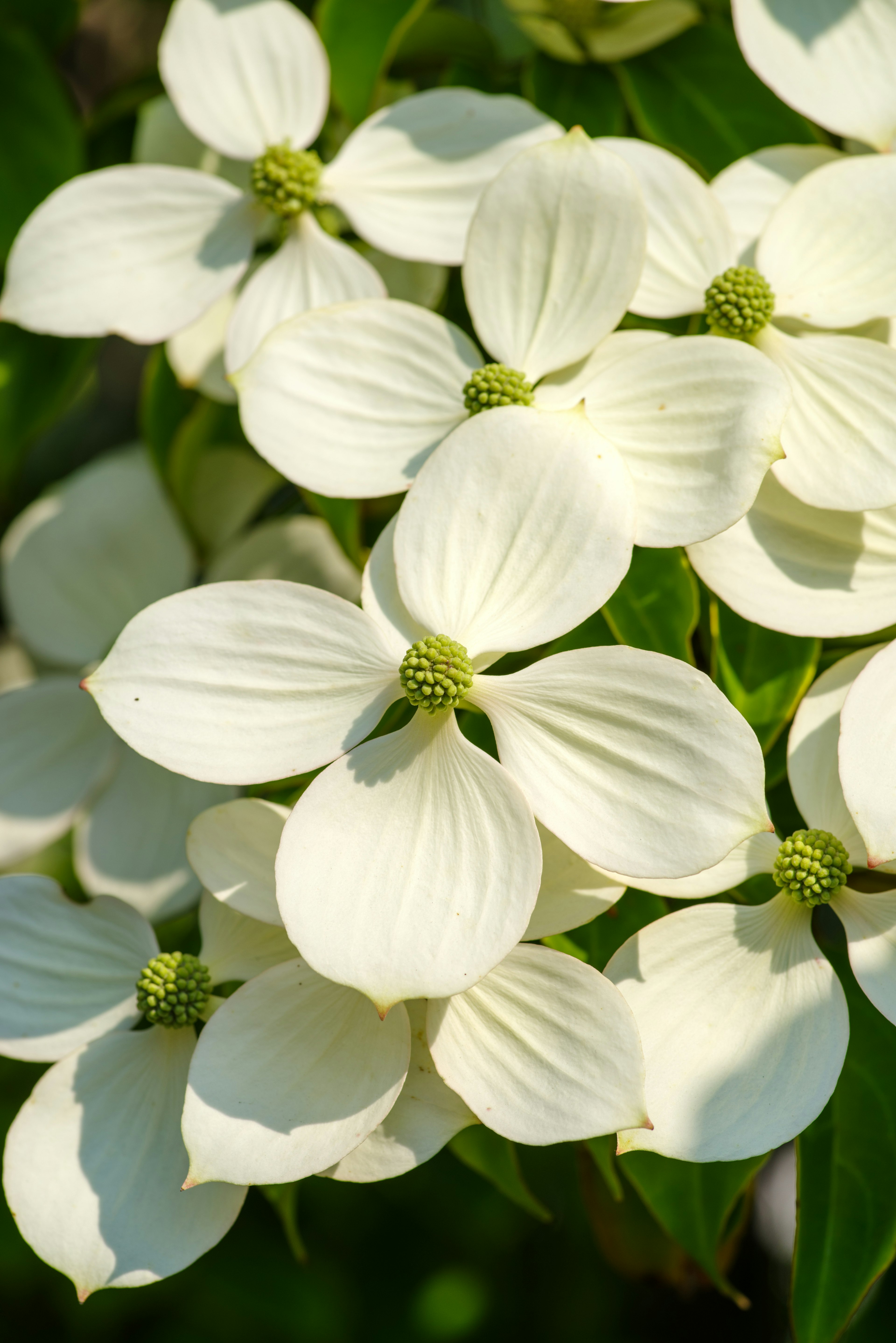 Cluster of white flowers surrounded by green leaves showcasing their intricate petals