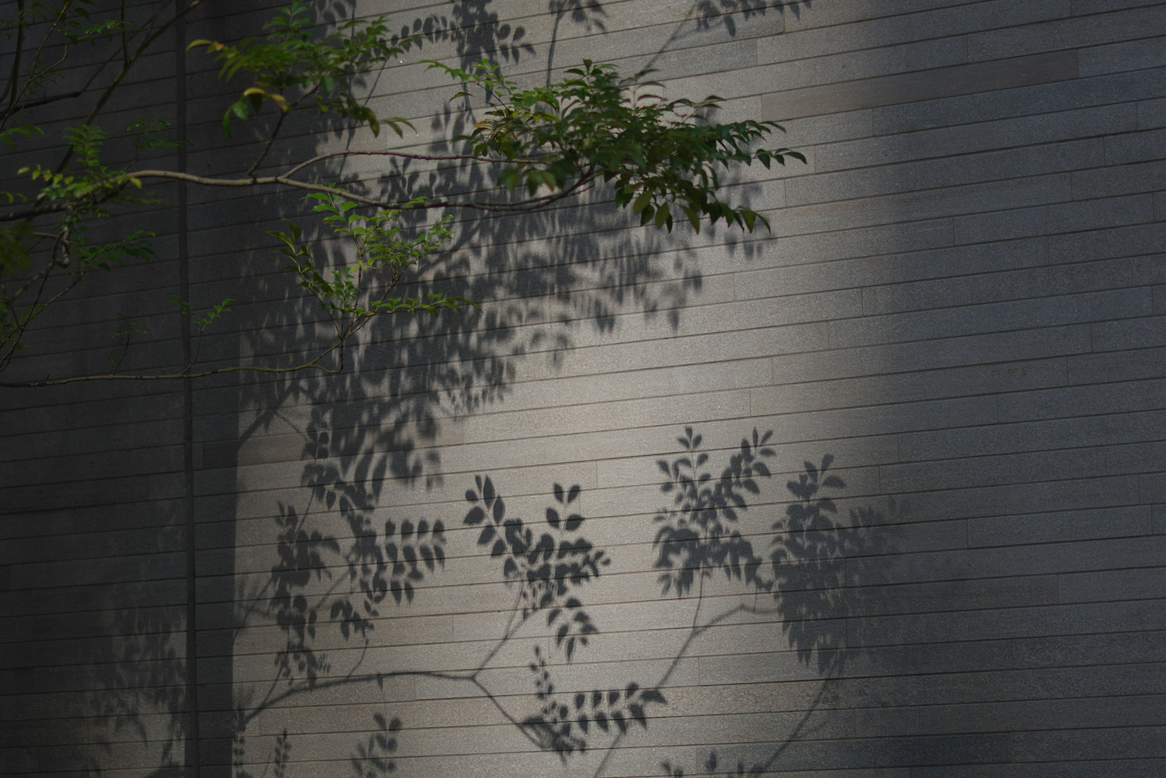 Ombres de feuilles vertes projetées sur un mur