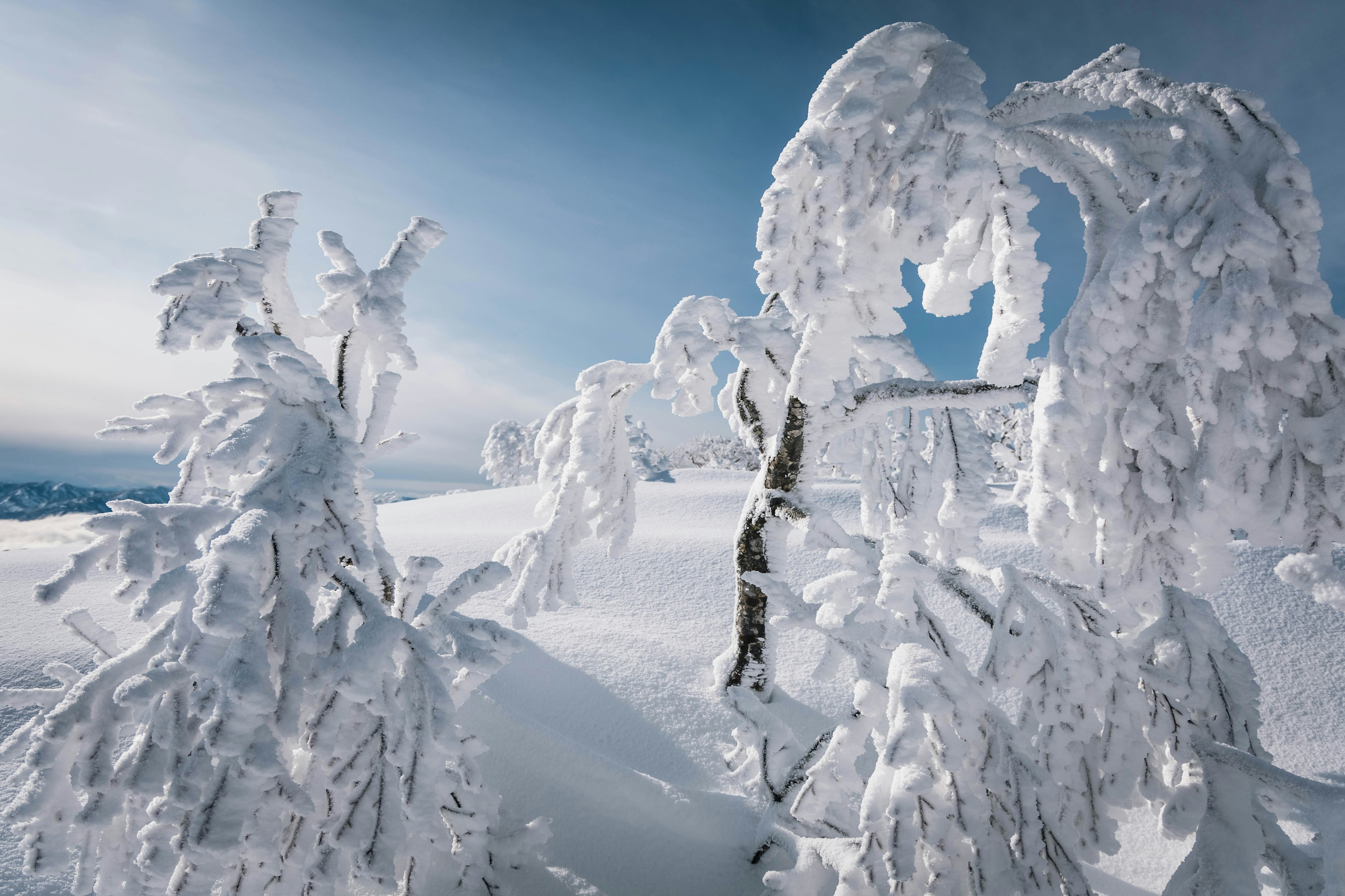 雪に覆われた木々と青空の冬景色