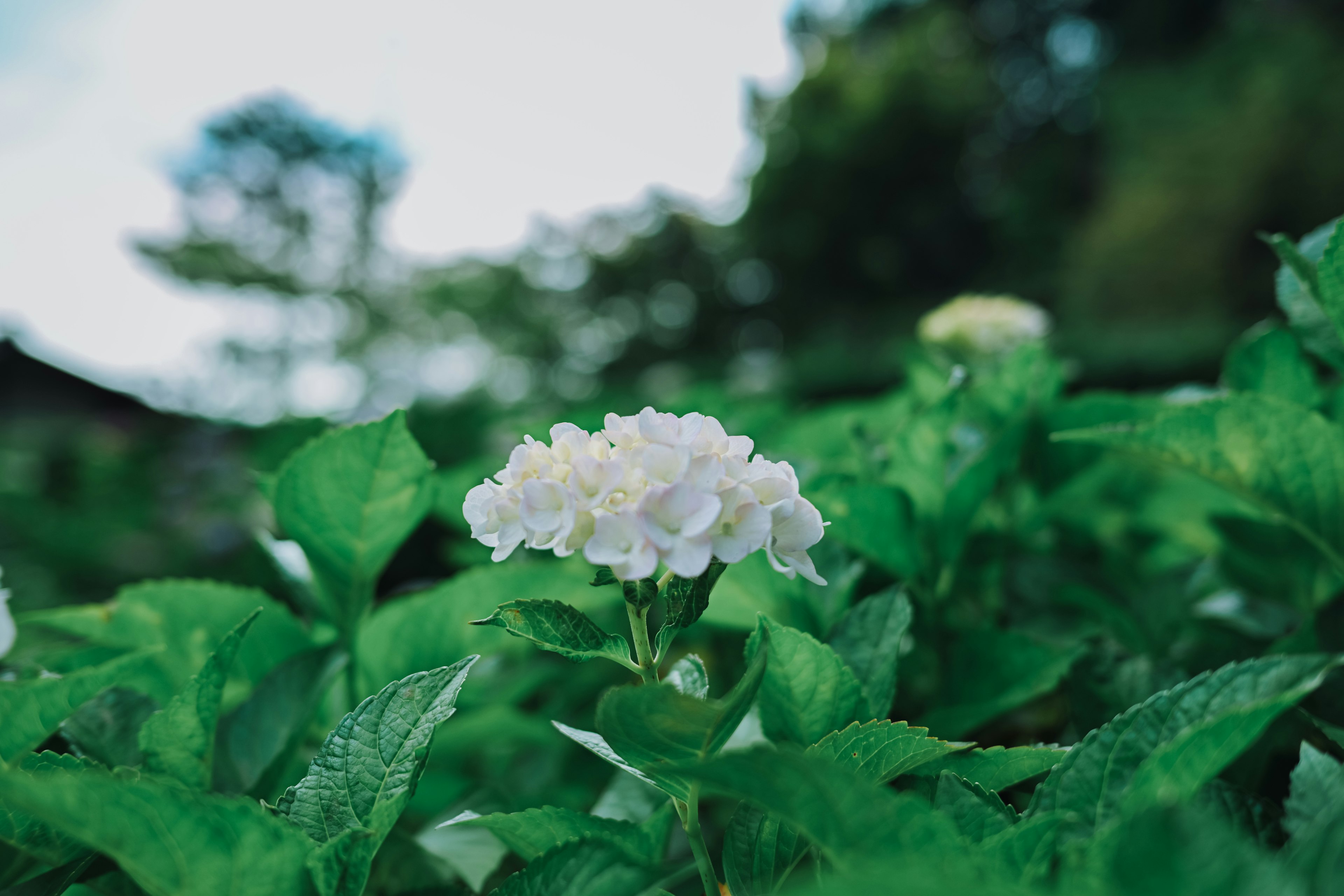 Une fleur blanche entourée de feuilles vertes luxuriantes