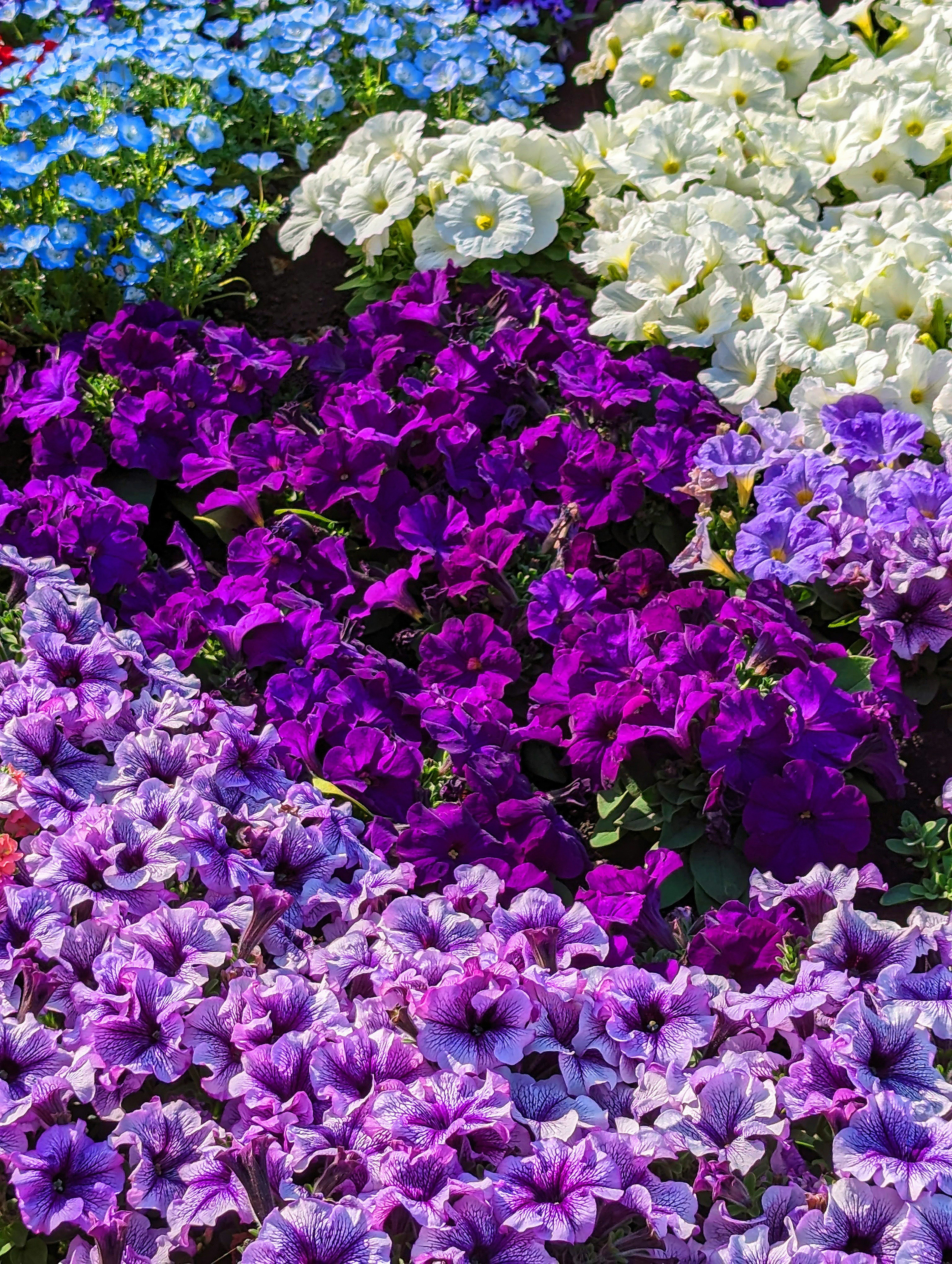 Un bellissimo aiuola fiorita con fiori vivaci di vari colori