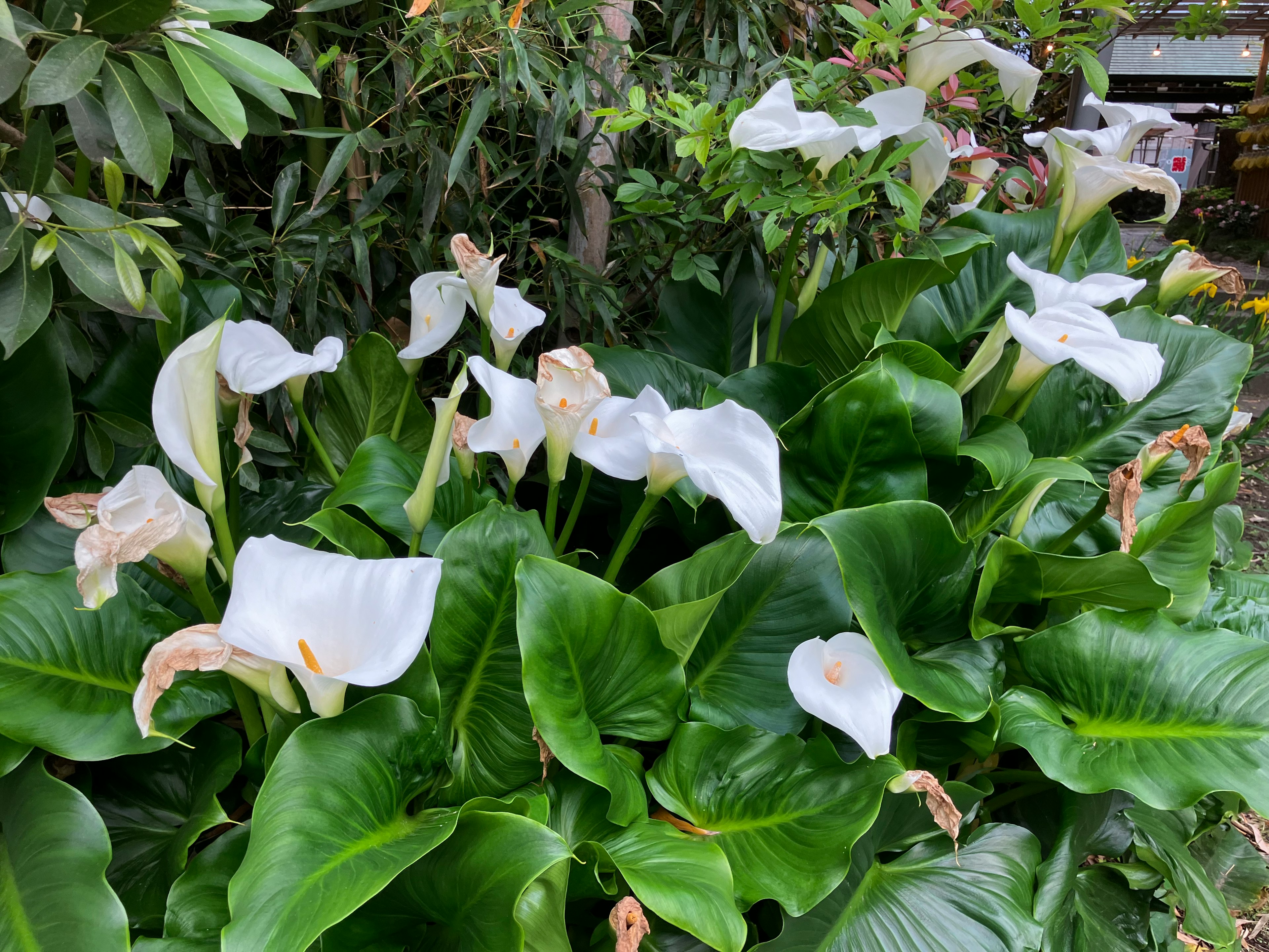 A cluster of white calla lilies blooming among lush green leaves