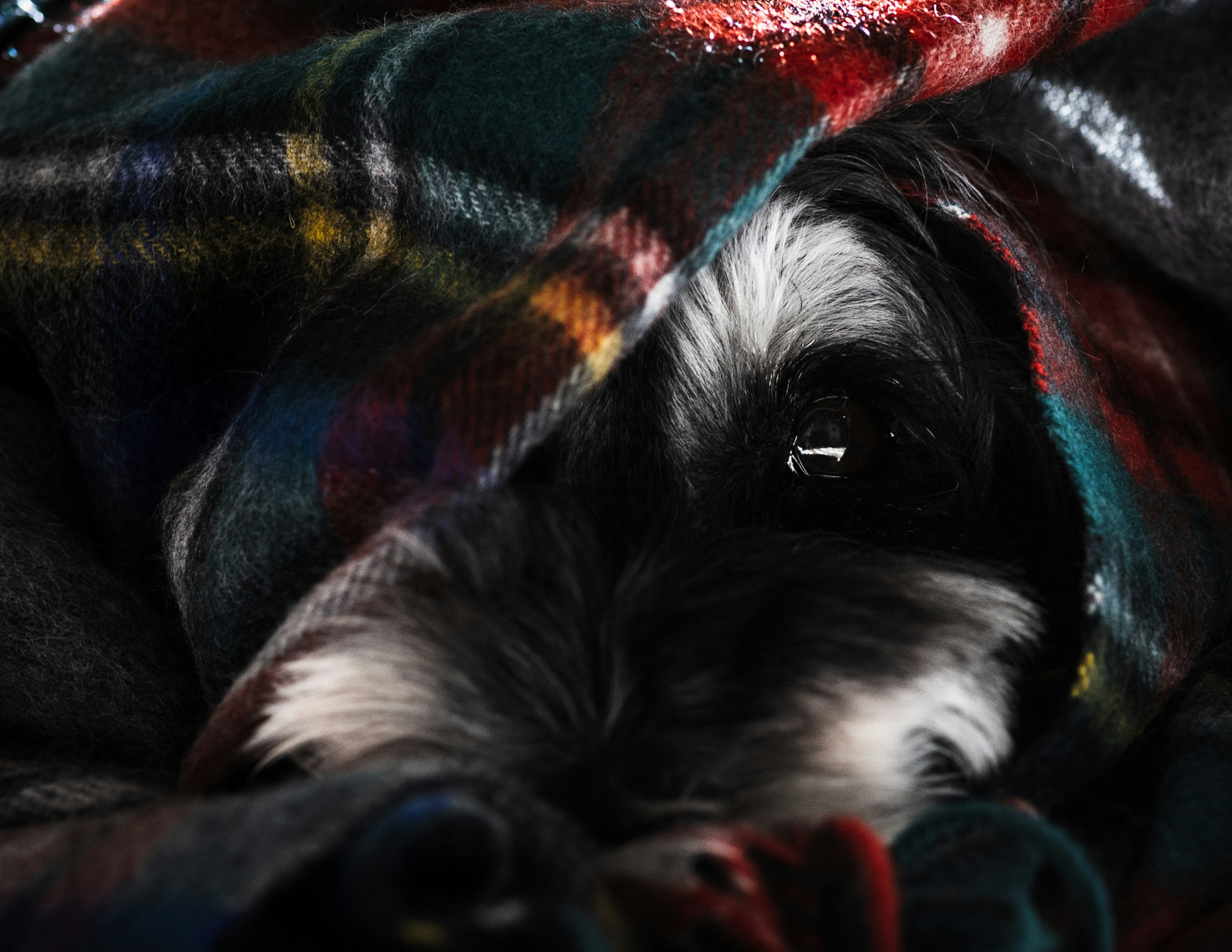 A dog's face peeking from under a colorful blanket