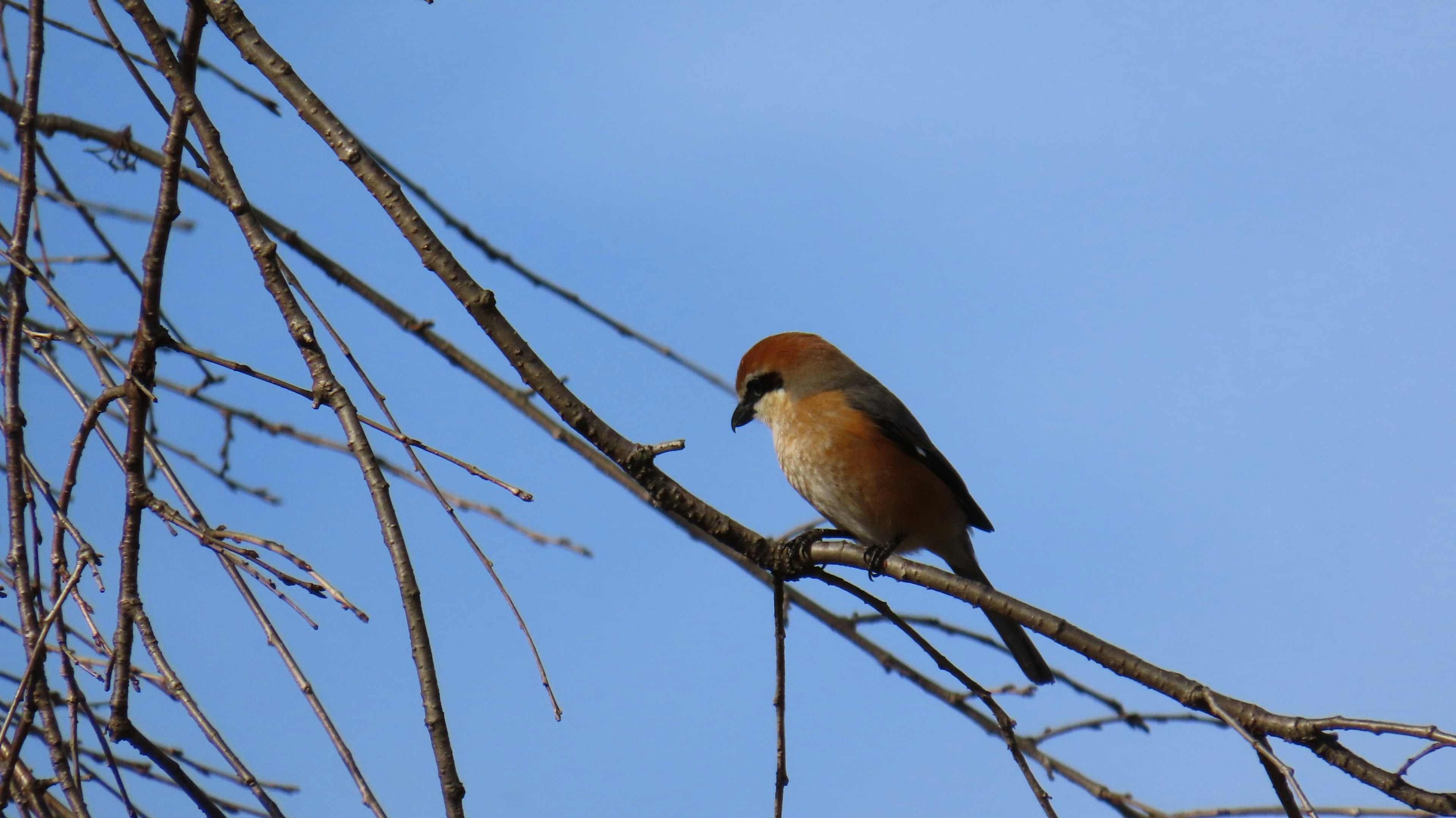 Un petit oiseau perché sur une branche sous un ciel bleu