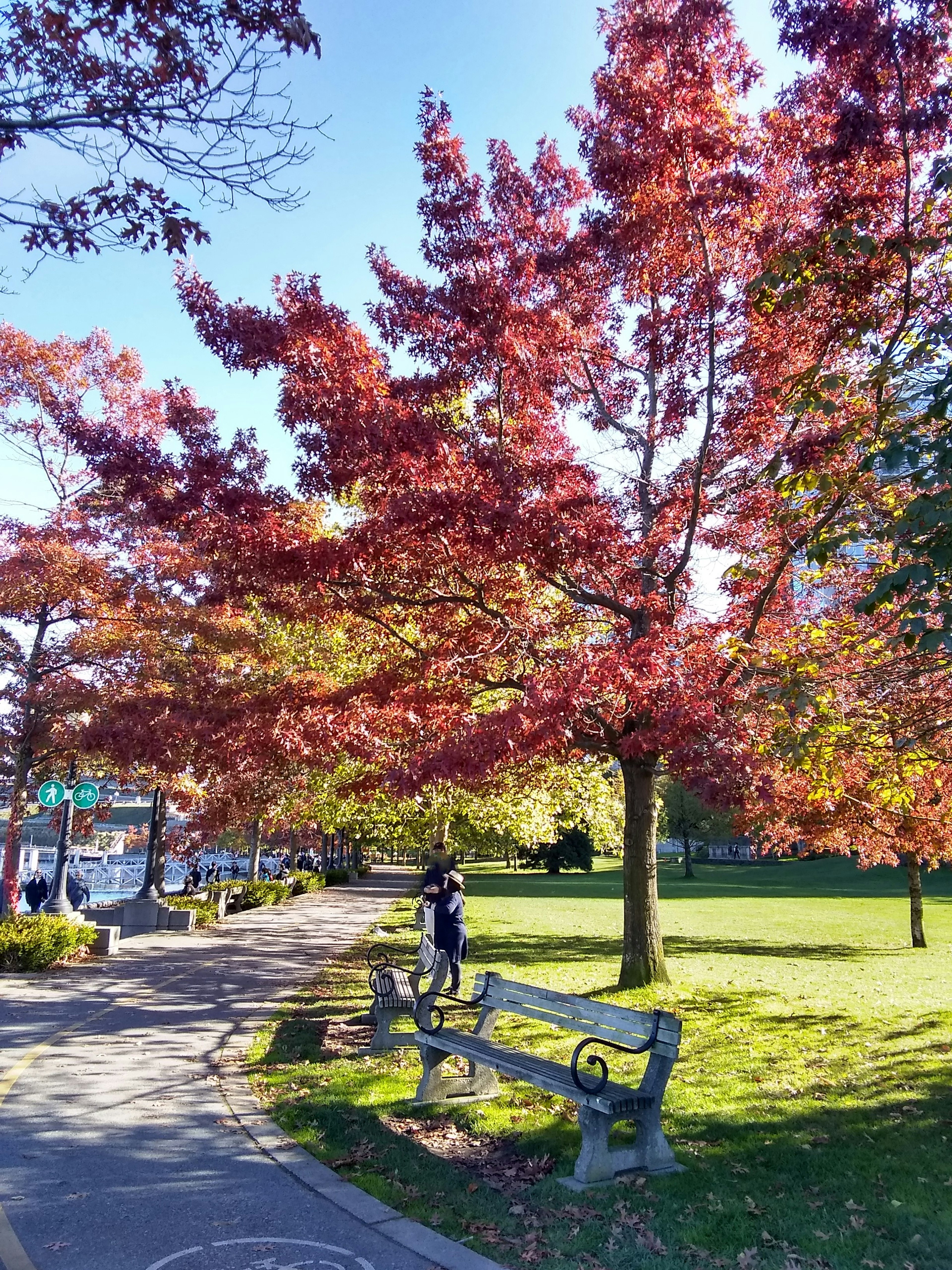 Autumn foliage tree with red leaves in a park setting