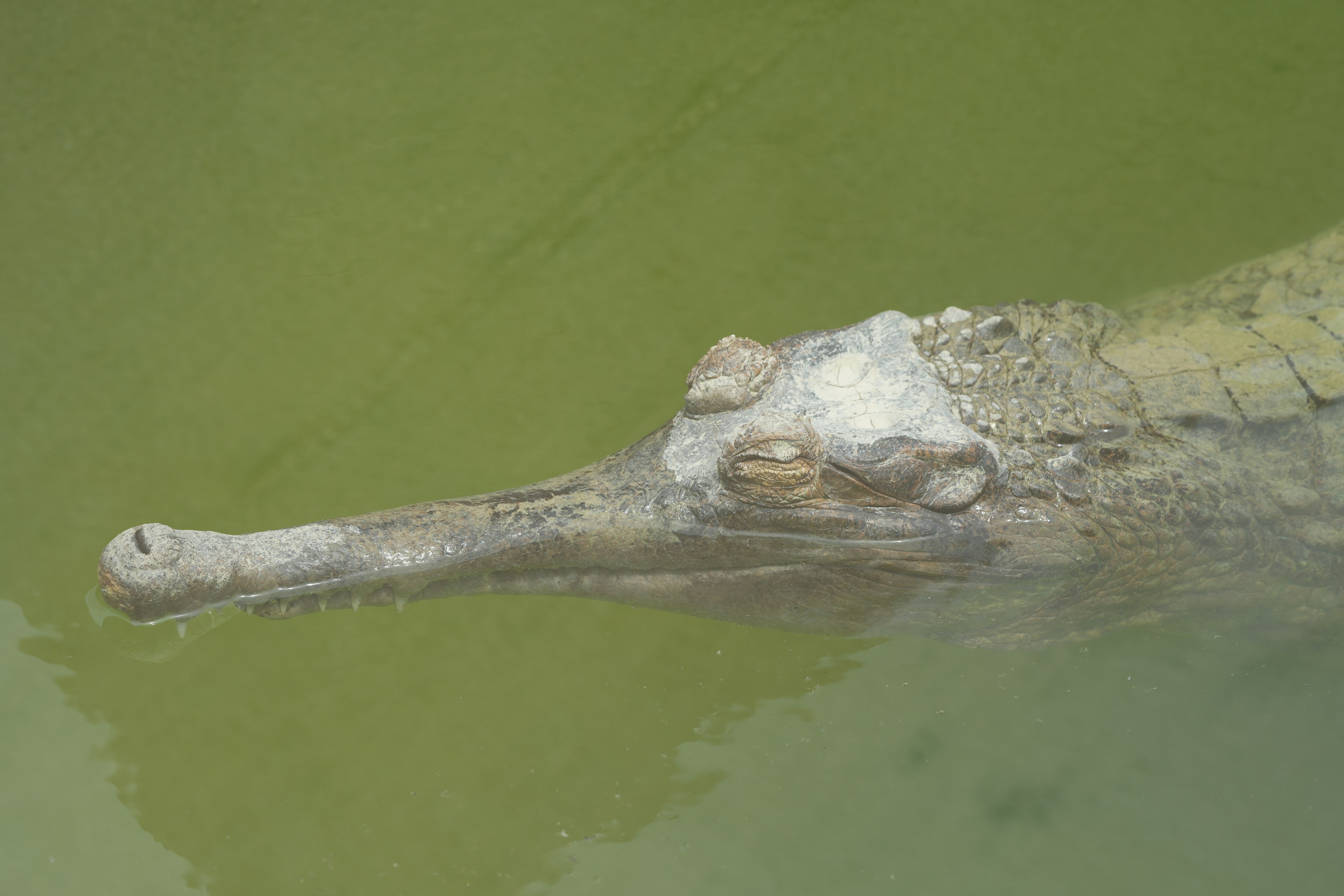 Testa di coccodrillo parzialmente sommersa in acqua verde torbida che mostra il suo muso allungato e la pelle testurizzata