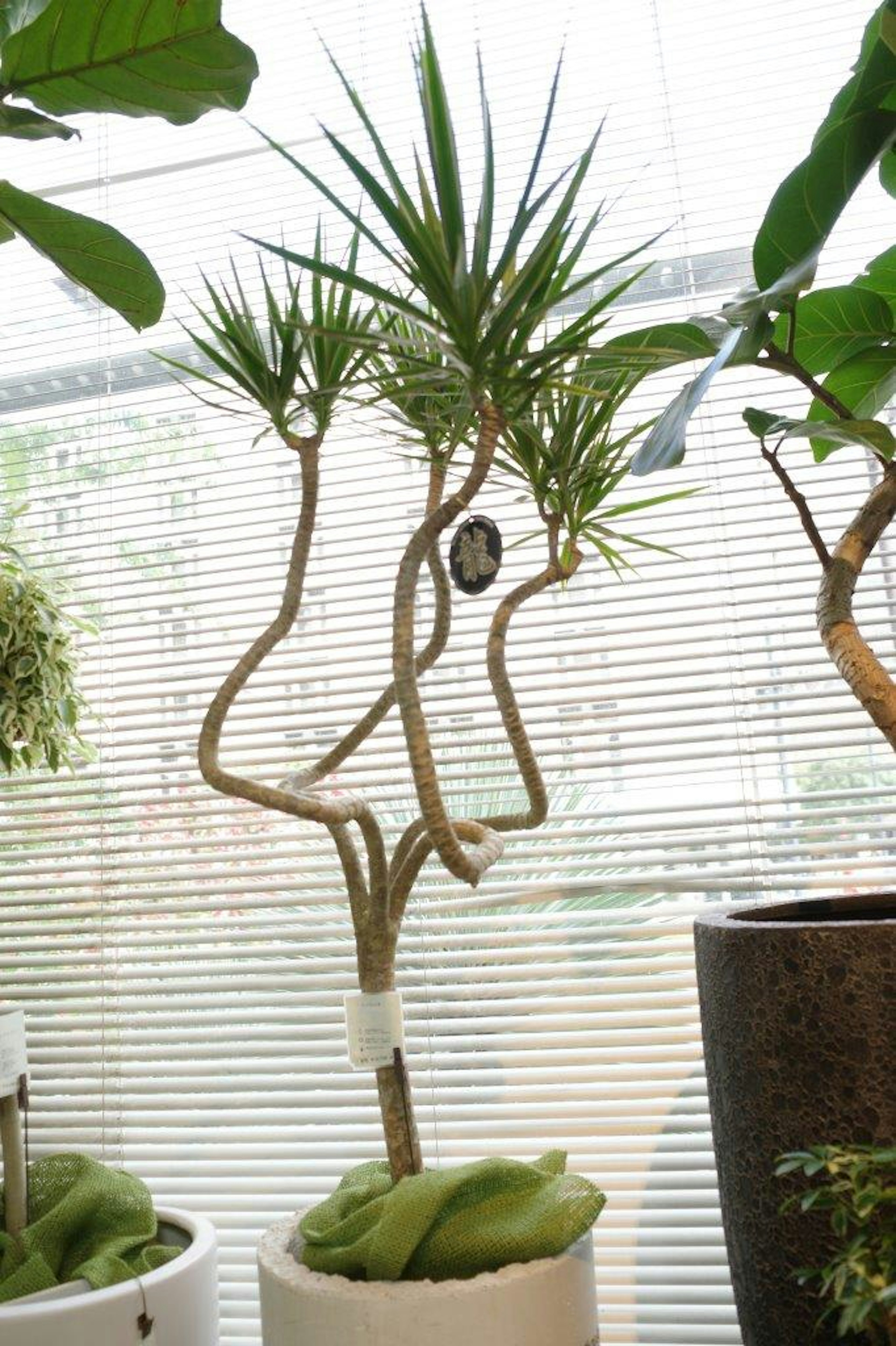 ユッカの木が特徴的な形で成長している室内の植物