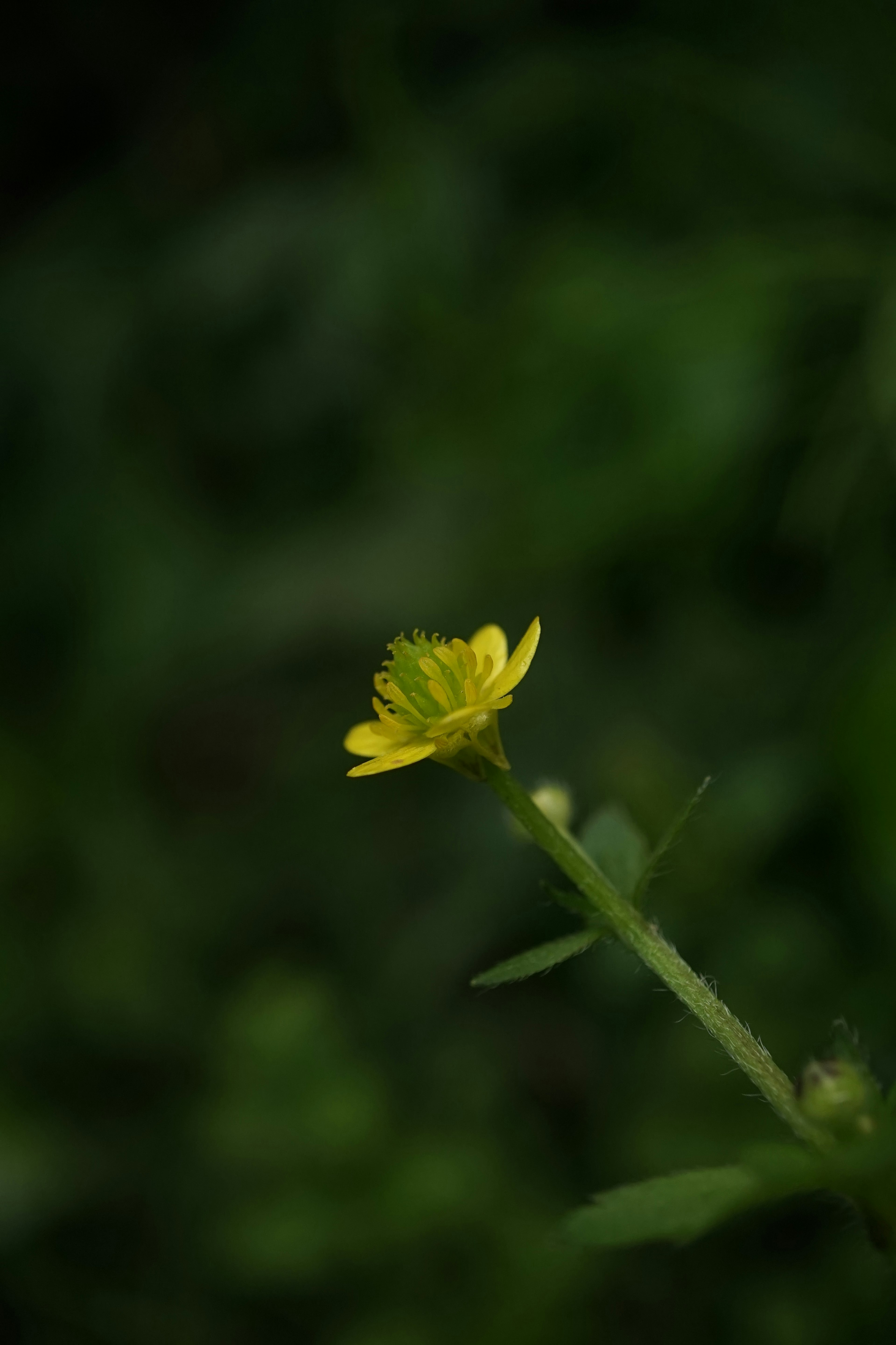 Gros plan d'une fleur jaune sur fond sombre