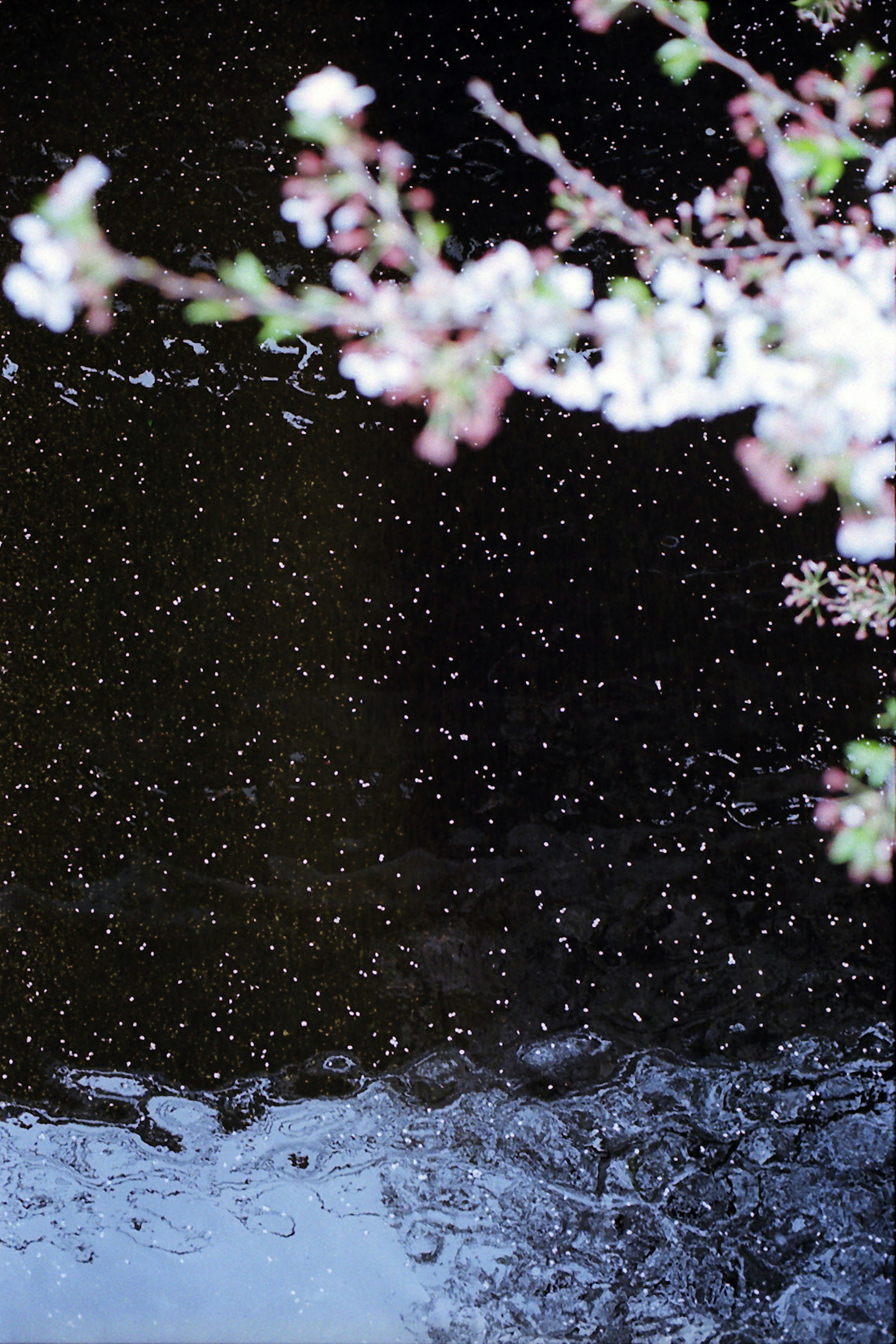 Pétales flottants sur une surface d'eau sombre avec des reflets