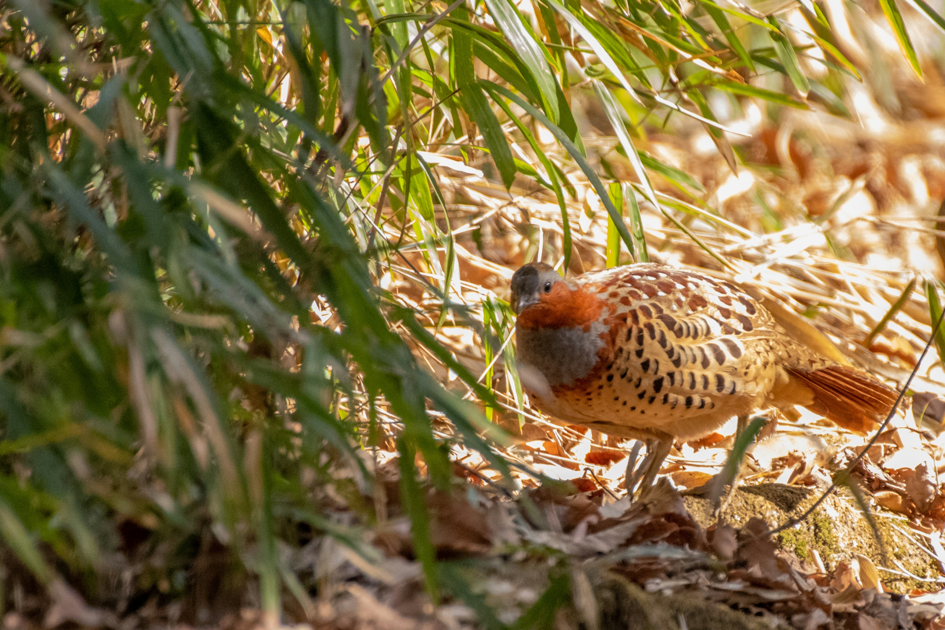 Ein Vogel, der sich im Gras und Laub bewegt