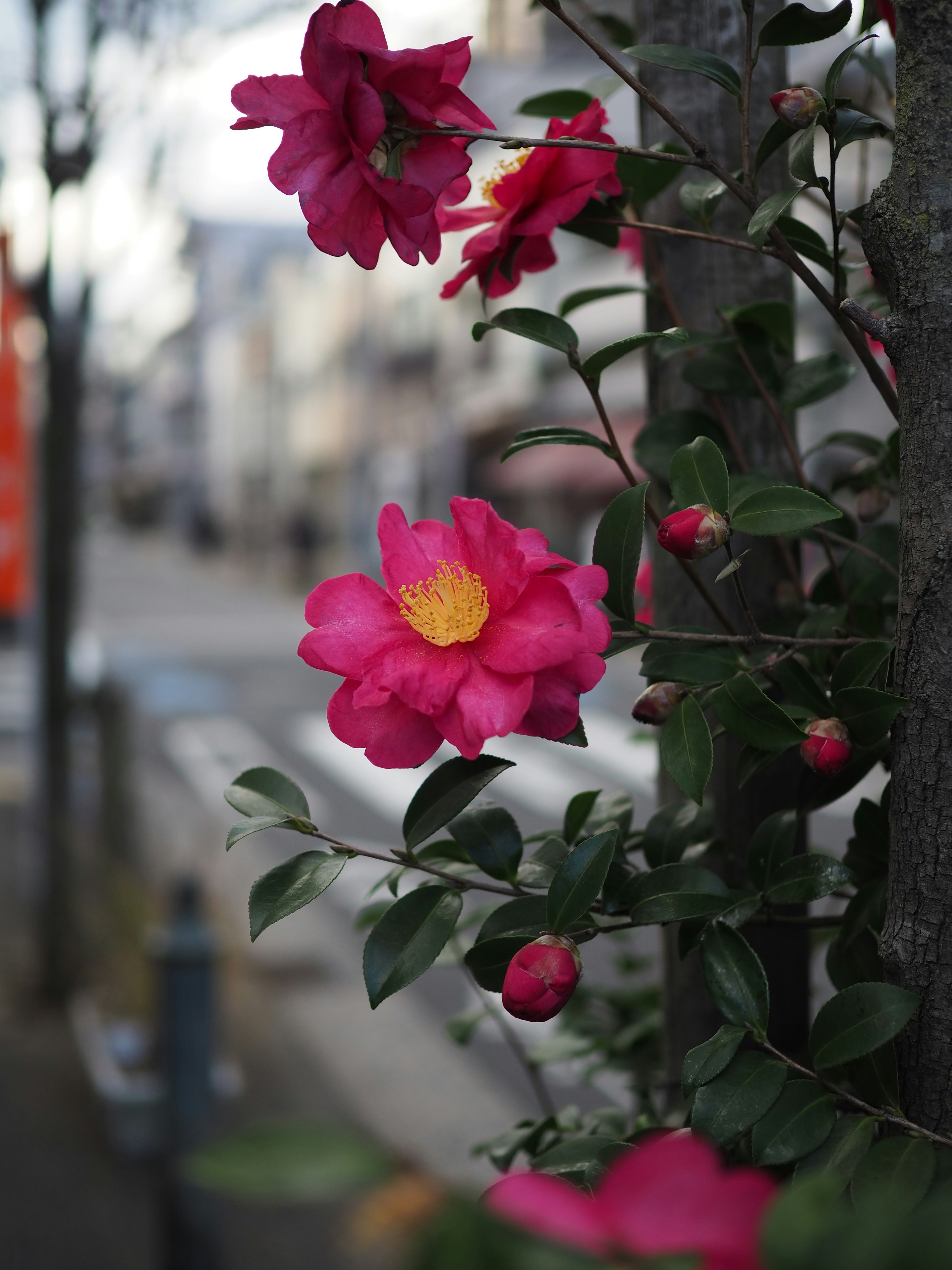Lebendige rosa Blumen blühen an einem Baumzweig mit einer verschwommenen Stadtstraße im Hintergrund