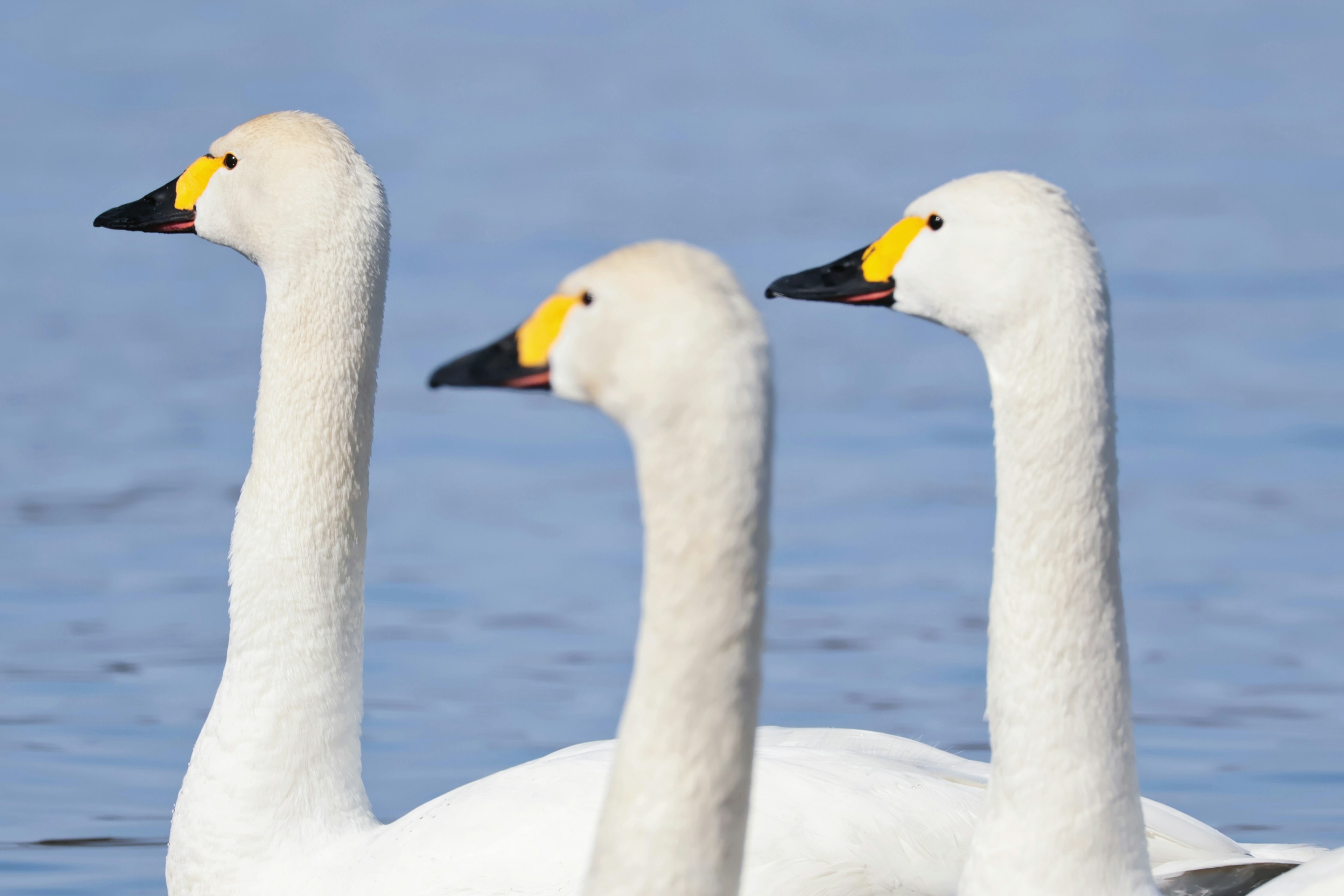 Drei Schwäne mit gelben Schnäbeln und langen Hälsen, die auf einer ruhigen Wasseroberfläche schwimmen