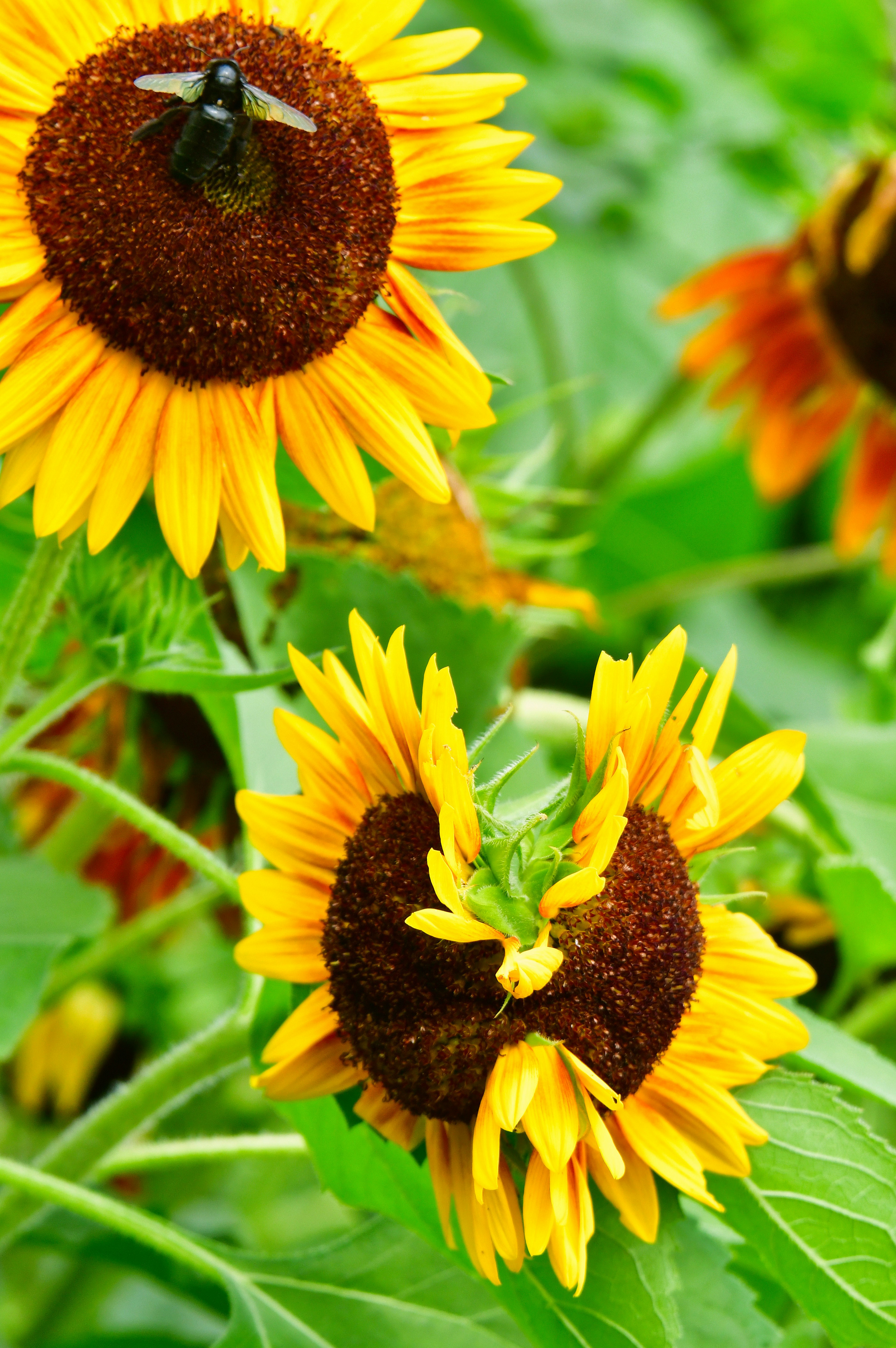 Close-up of sunflowers with a bee