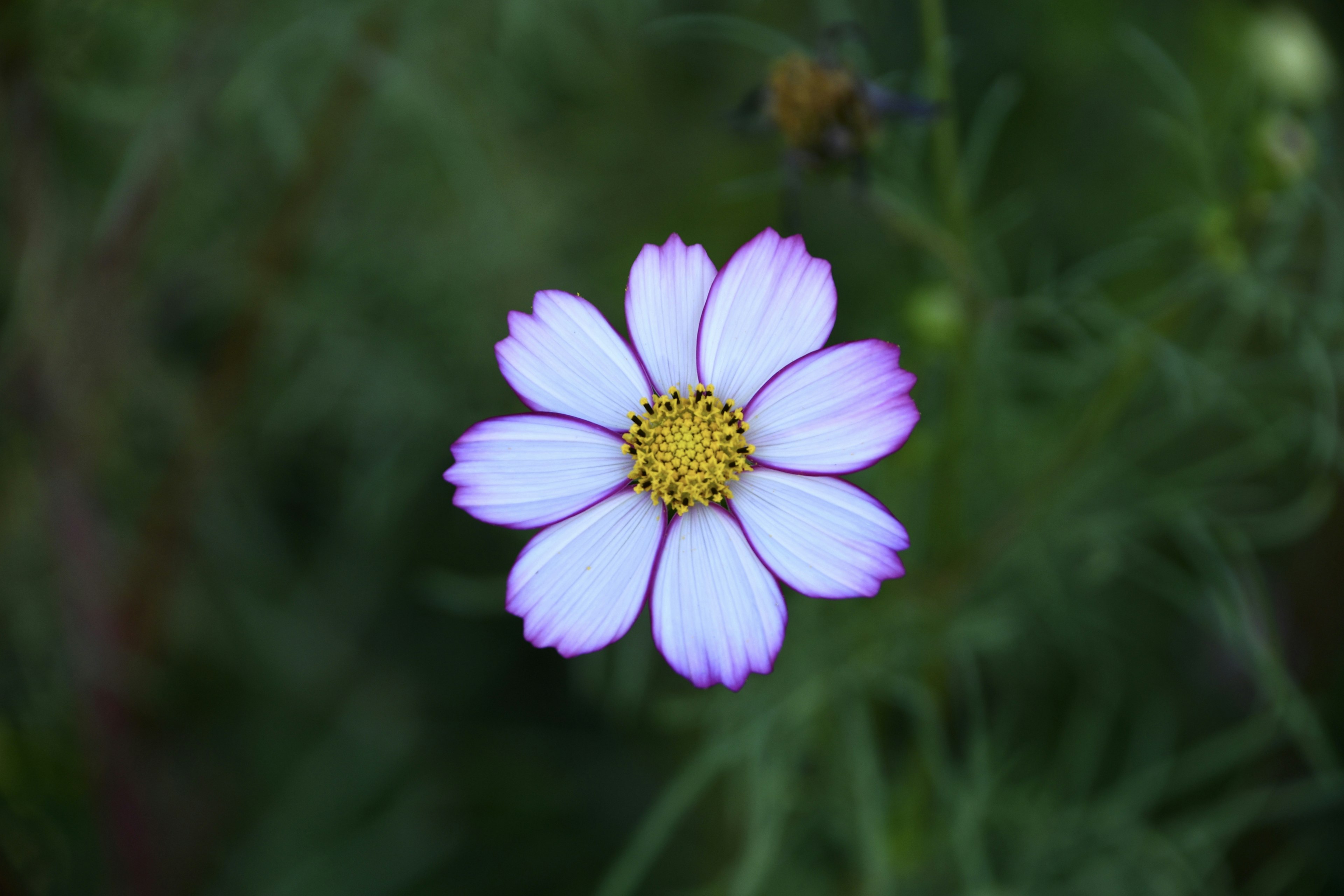 Cosmos flower with light purple petals and a yellow center