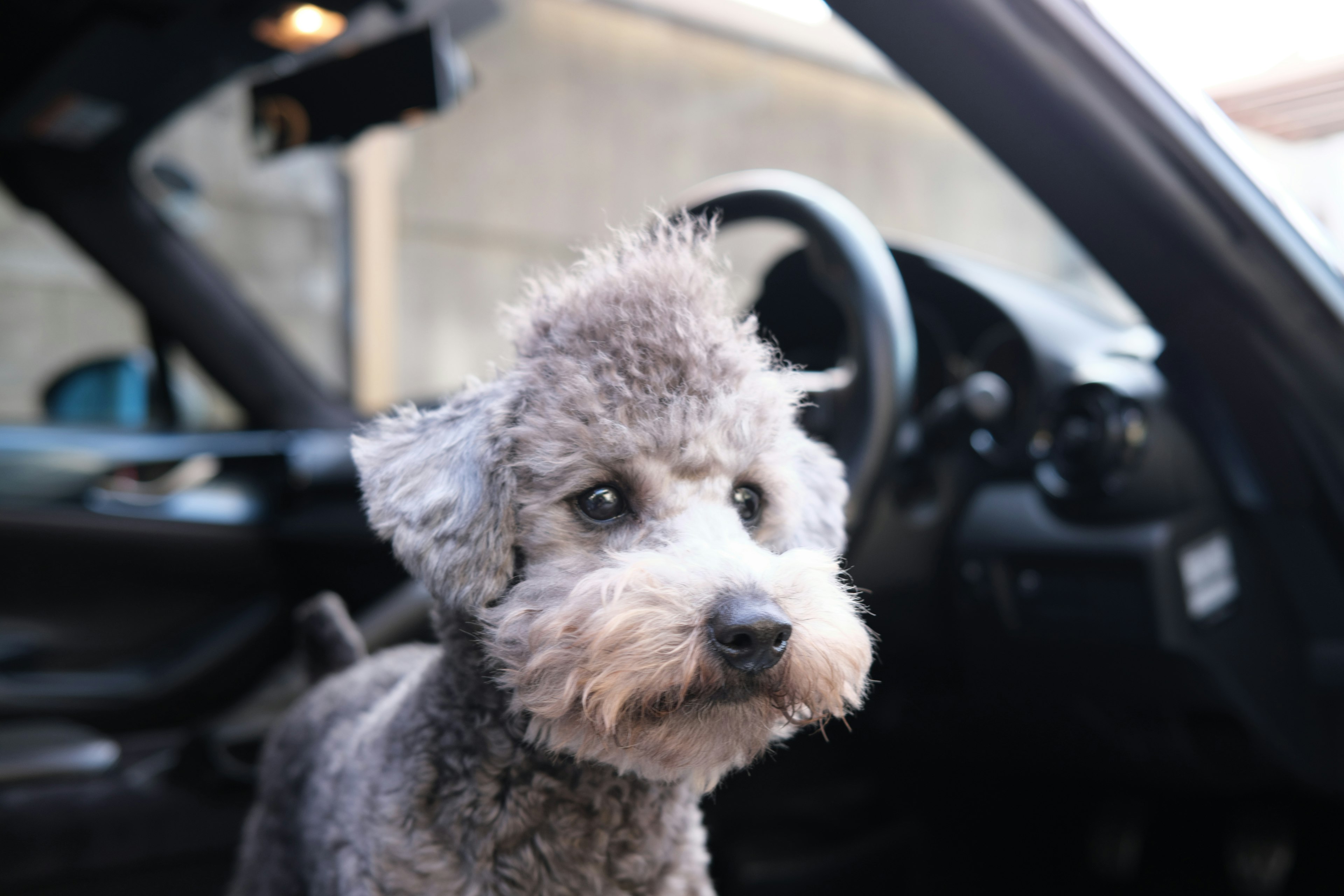 Close-up of a gray dog inside a car