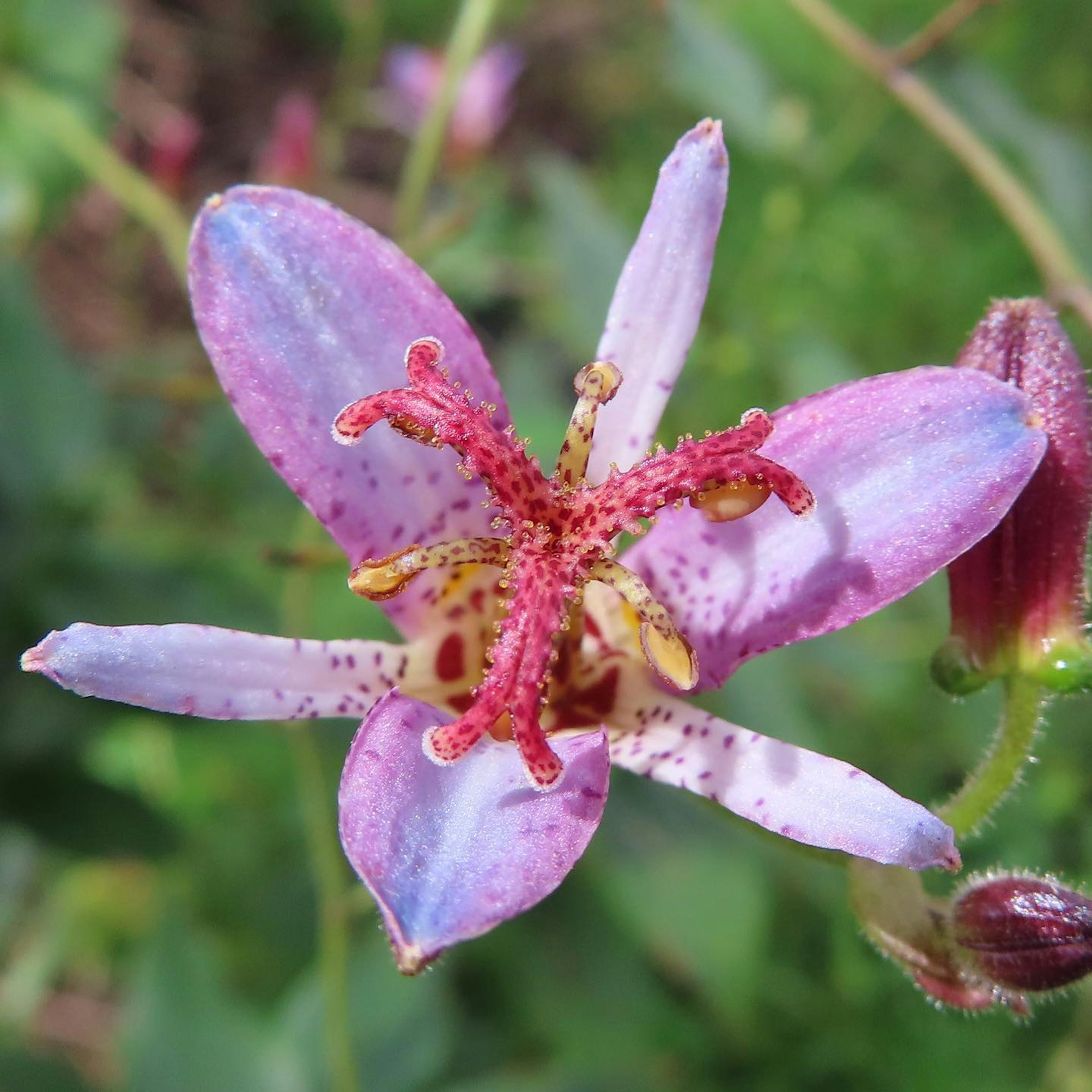 A beautiful purple flower with petals featuring red stamens prominently displayed at the center