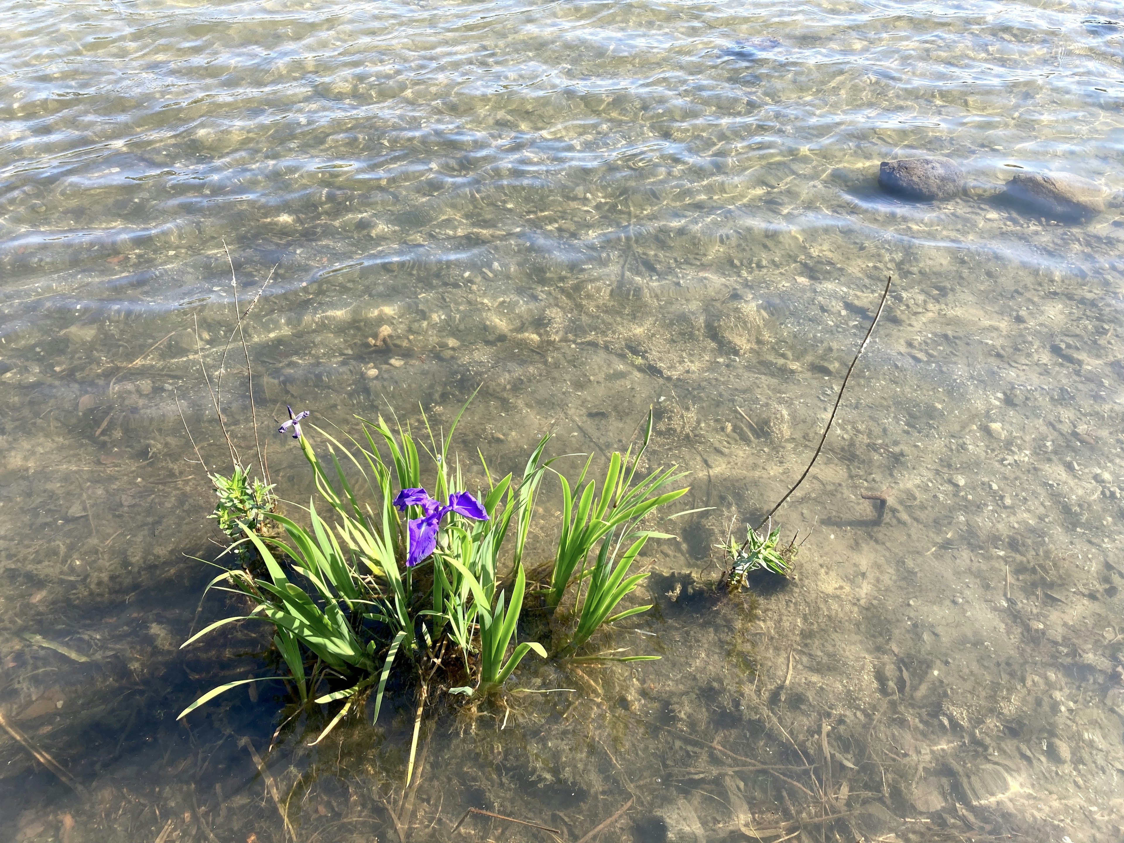 Fleur violette et herbe verte poussant dans l'eau peu profonde