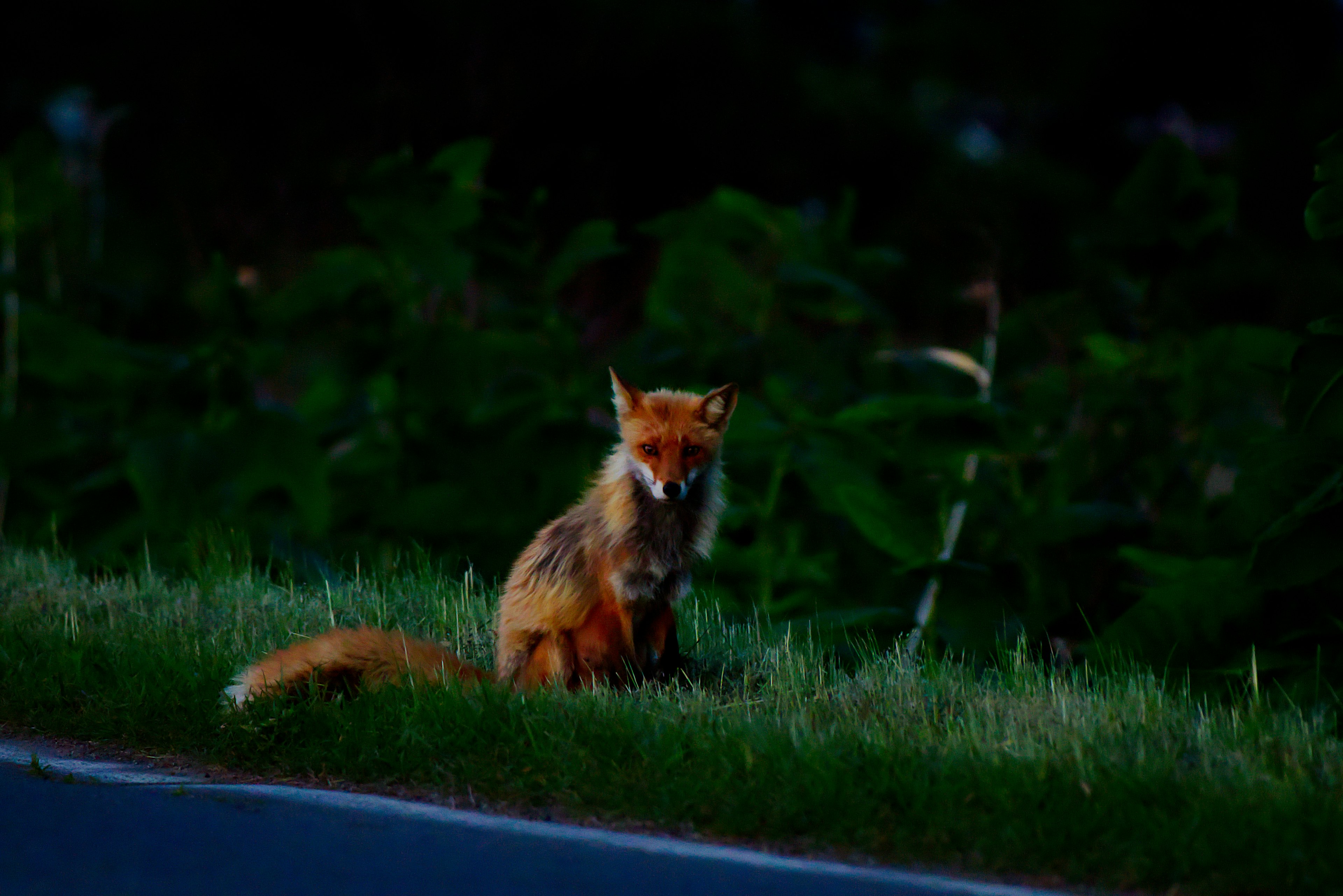 Renard orange assis sur l'herbe avec un fond sombre