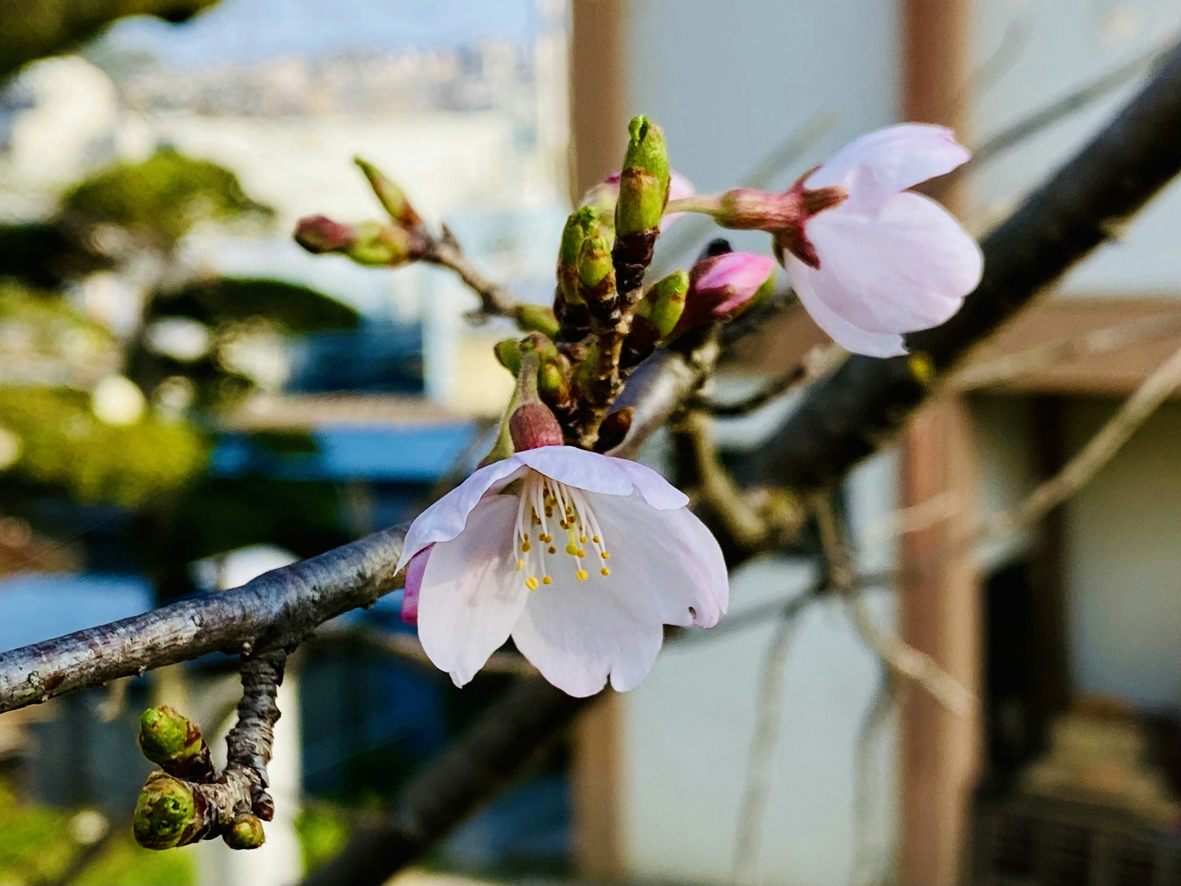 Close-up of cherry blossom flowers on a branch