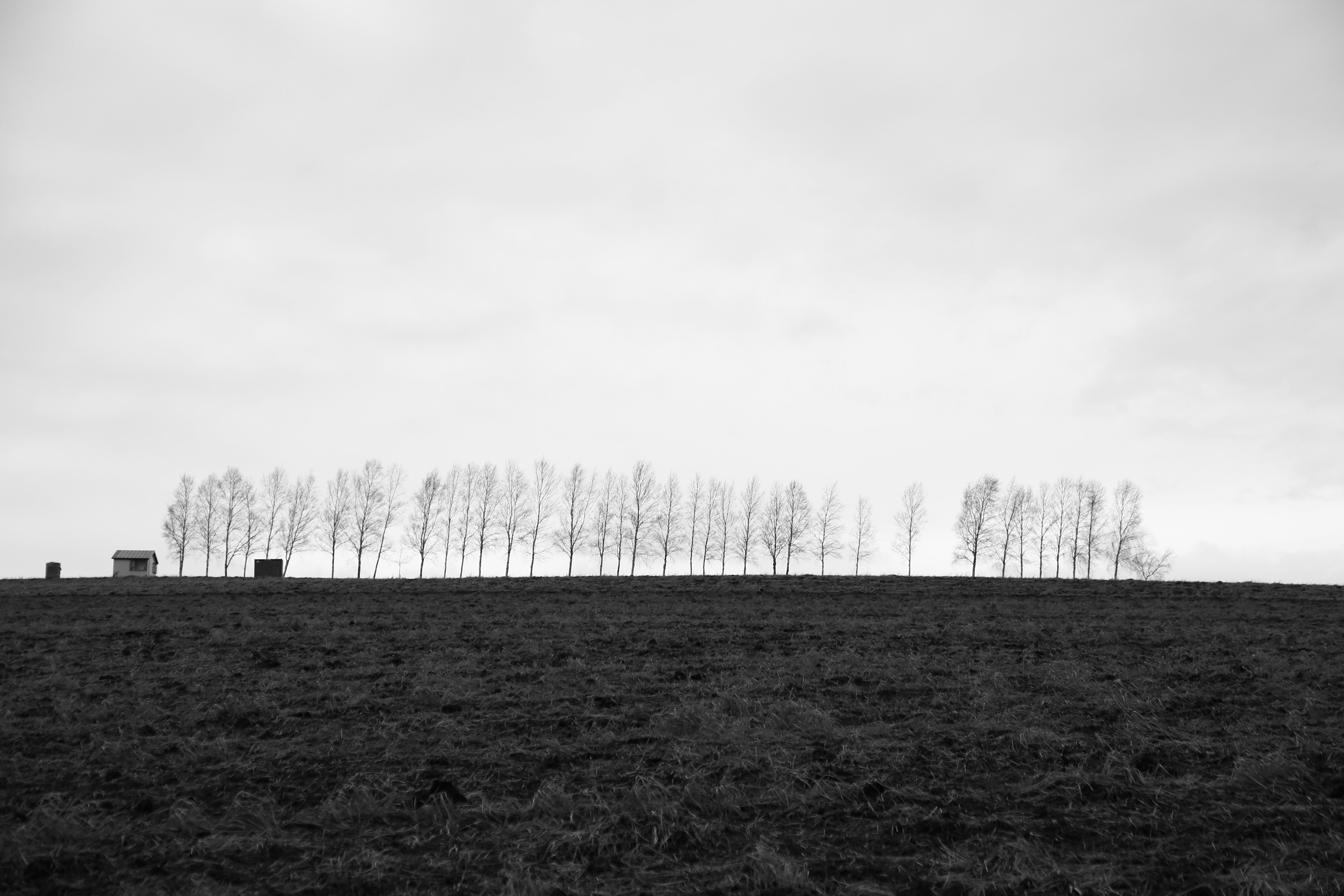 Black and white landscape featuring a row of trees and an expansive field