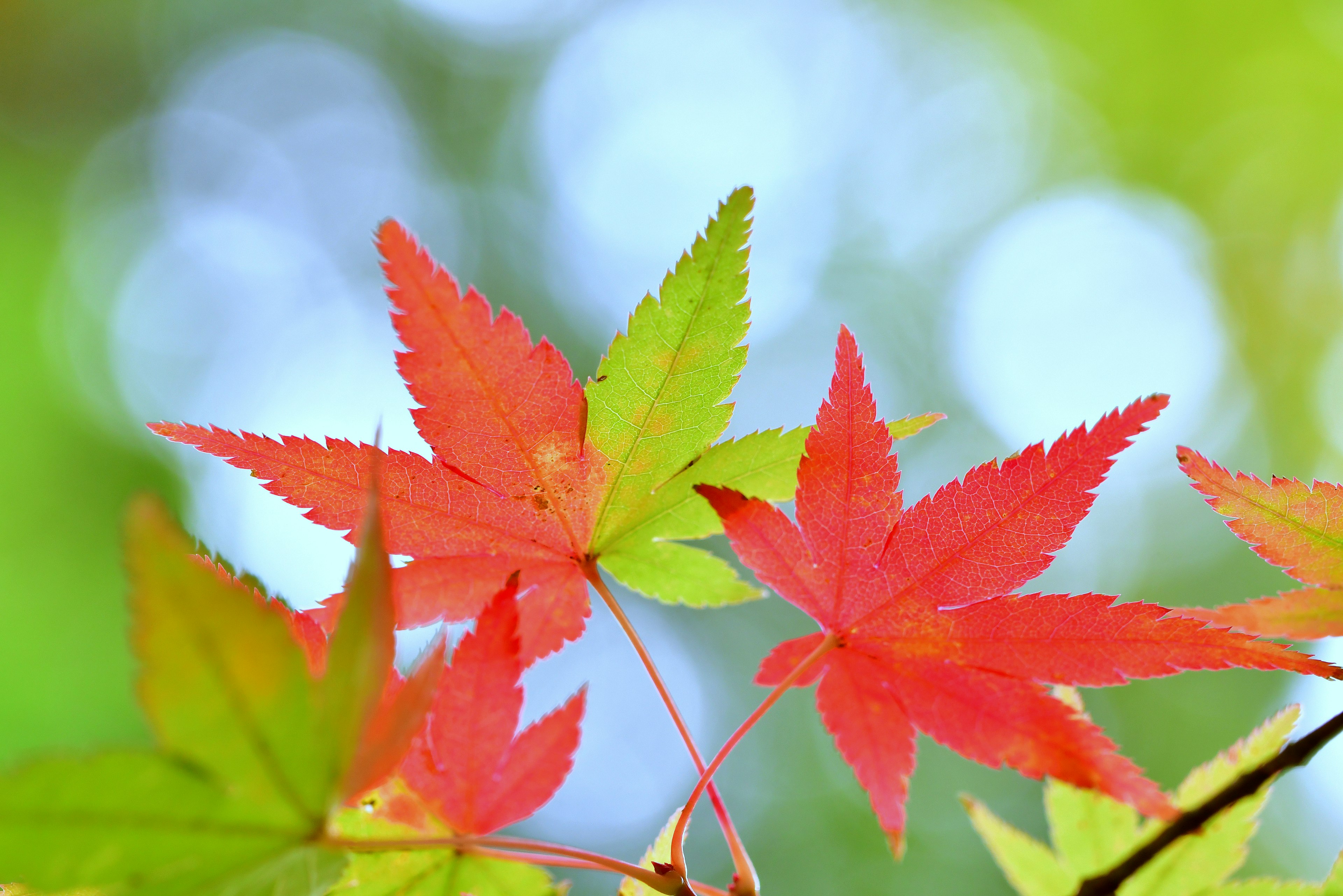 Vibrant maple leaves in shades of red and green against a blurred background