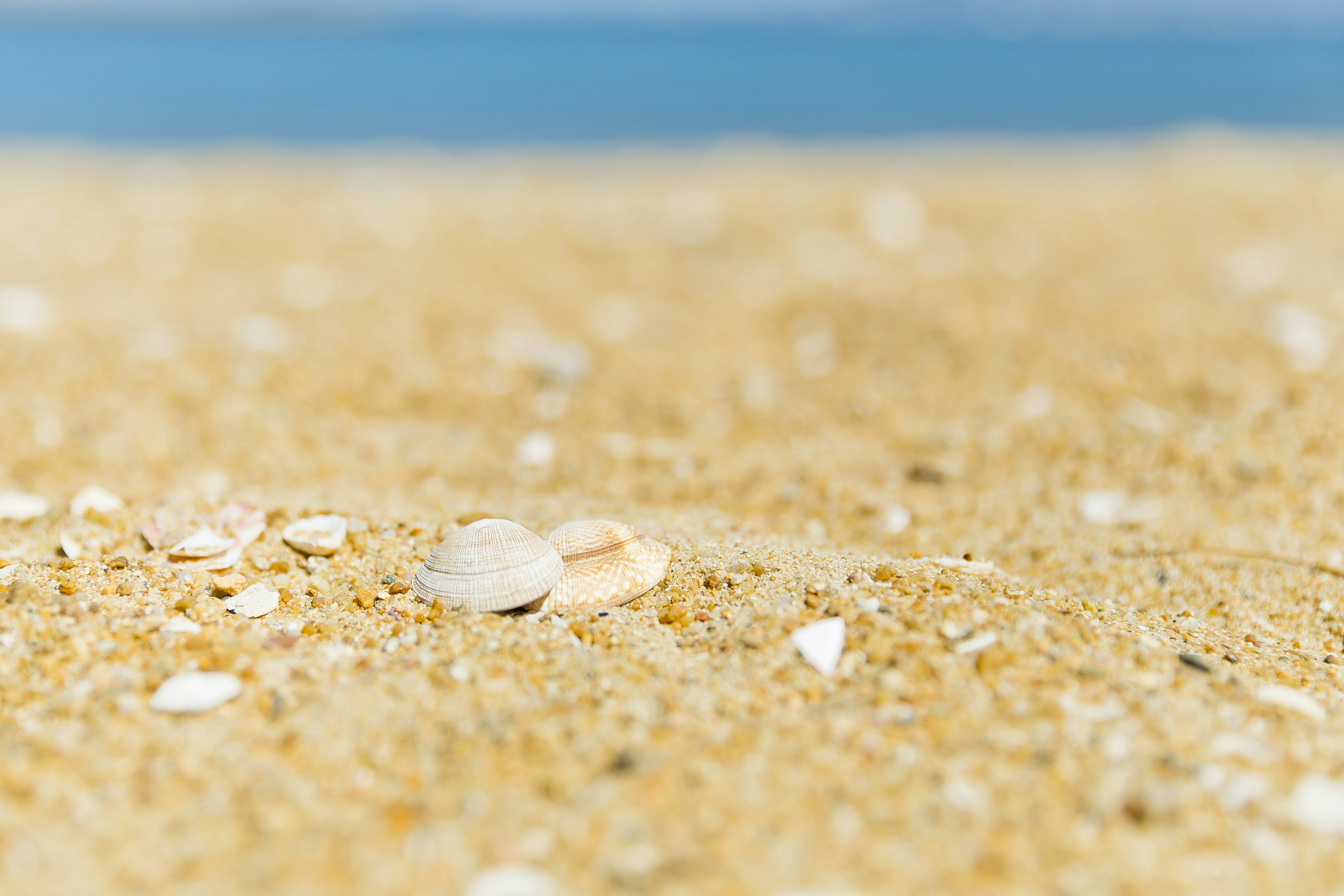 Close-up of seashells and fine sand on a beach