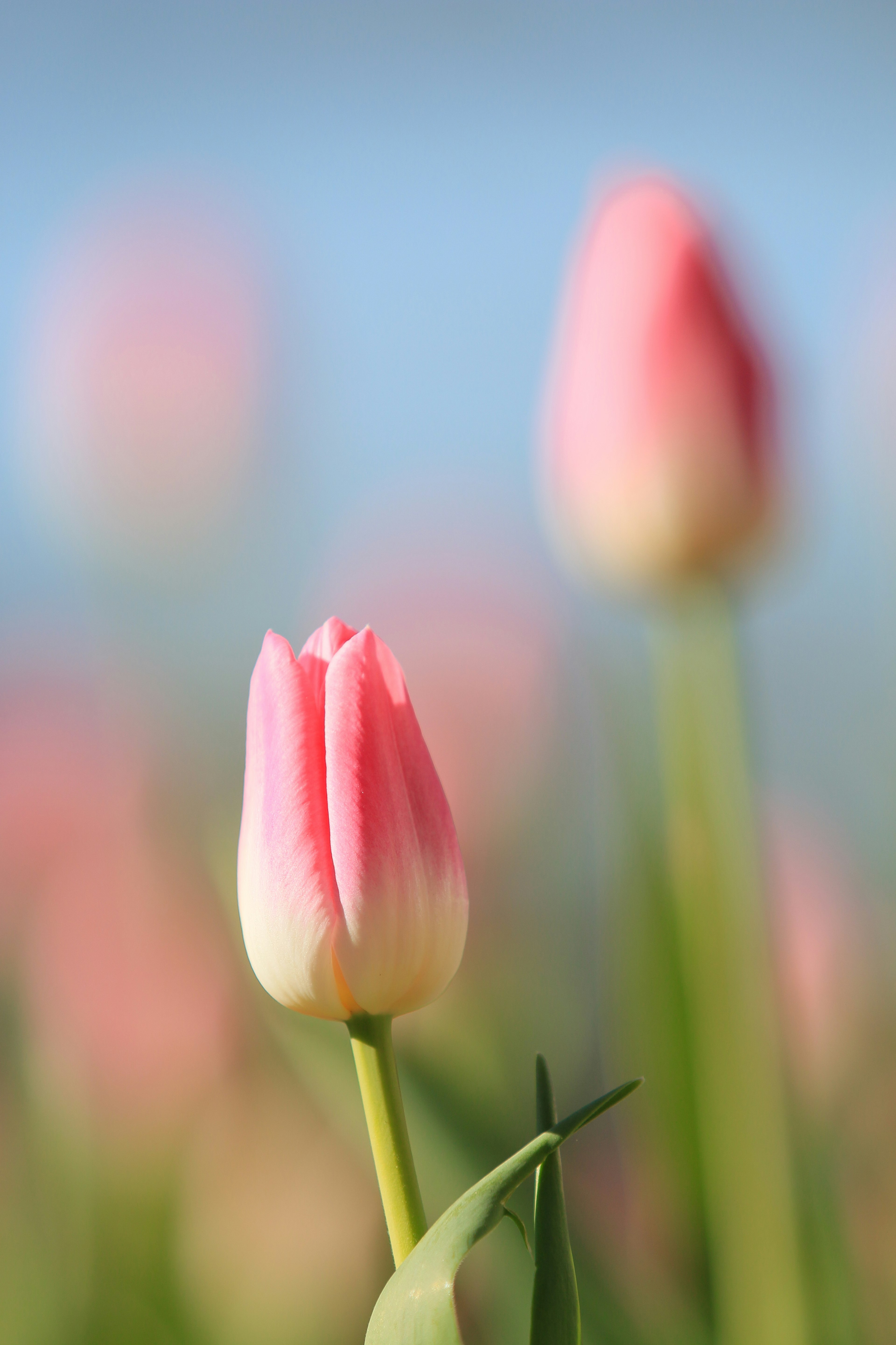 Hoa tulip màu hồng nở với nền mờ