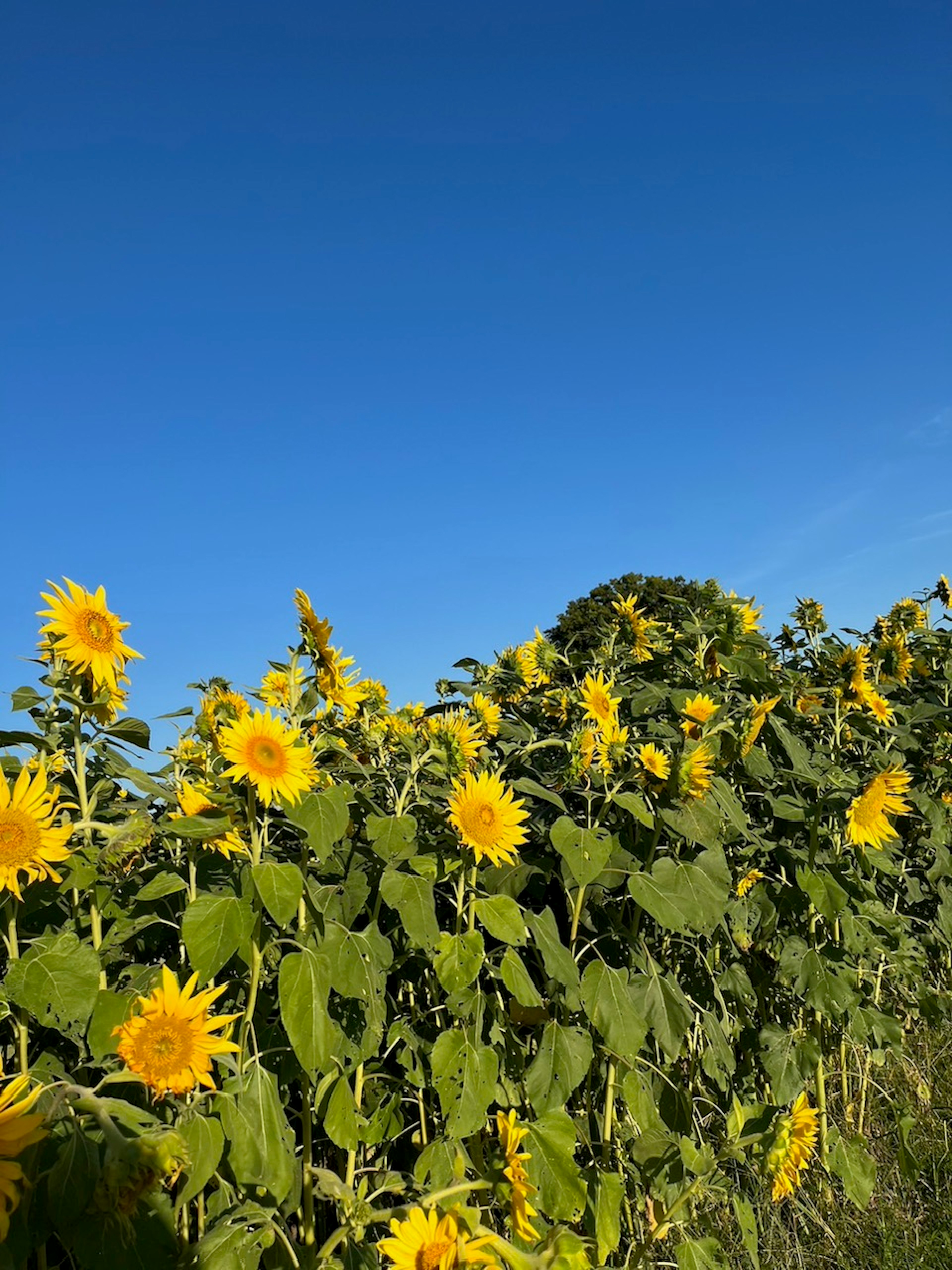 Un champ de tournesols sous un ciel bleu fleurs jaunes éclatantes