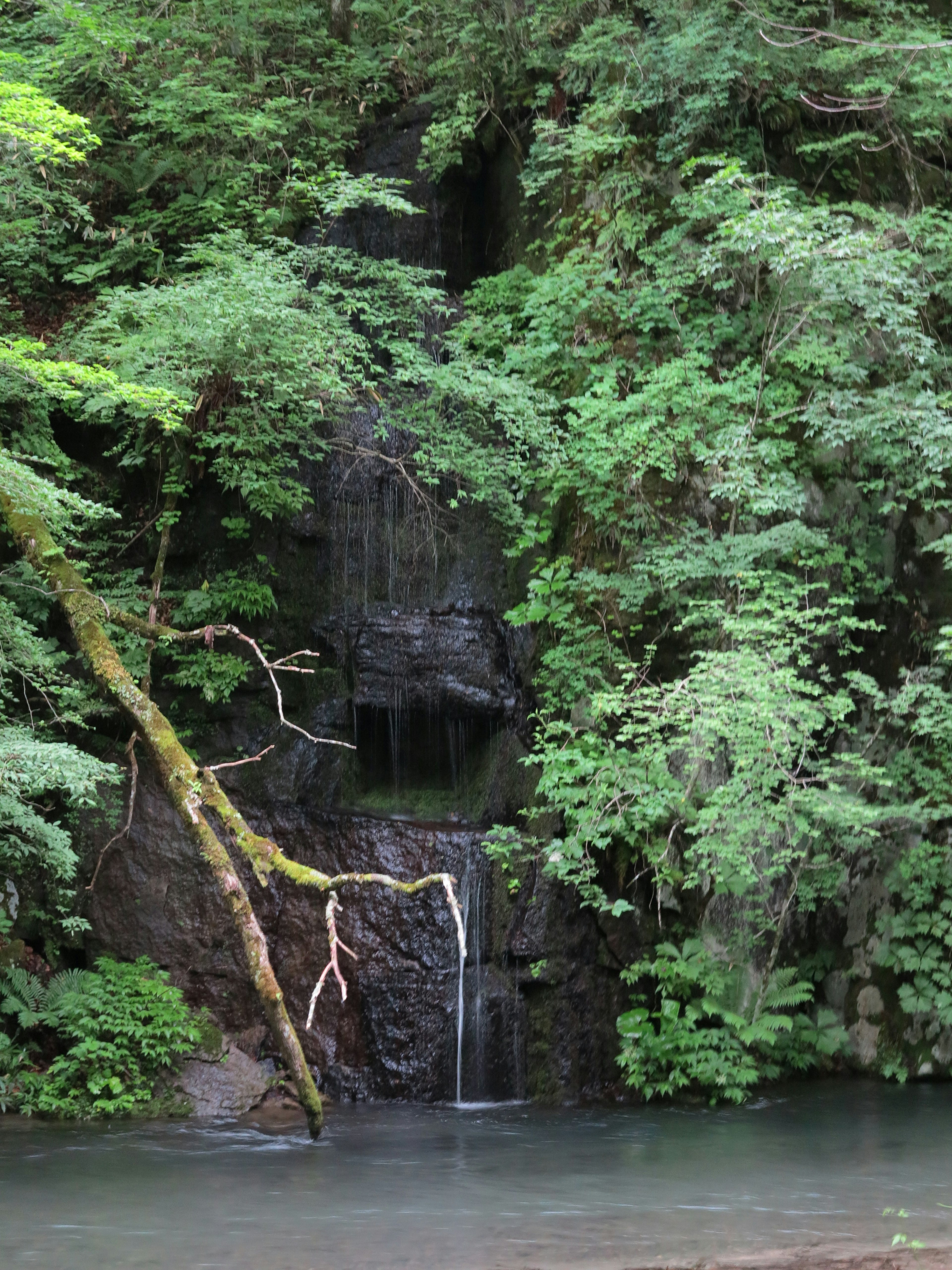 Air terjun kecil mengalir di antara pepohonan hijau lebat