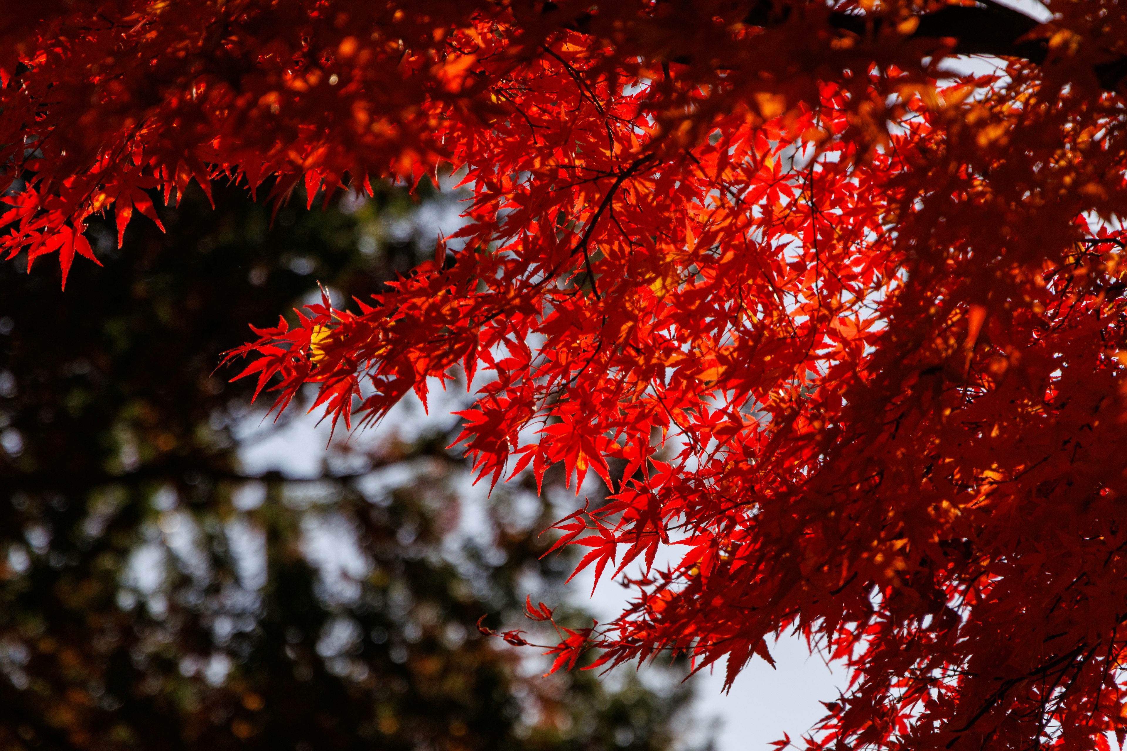 Daun maple merah cerah tergantung di cabang pohon dalam pemandangan musim gugur yang indah