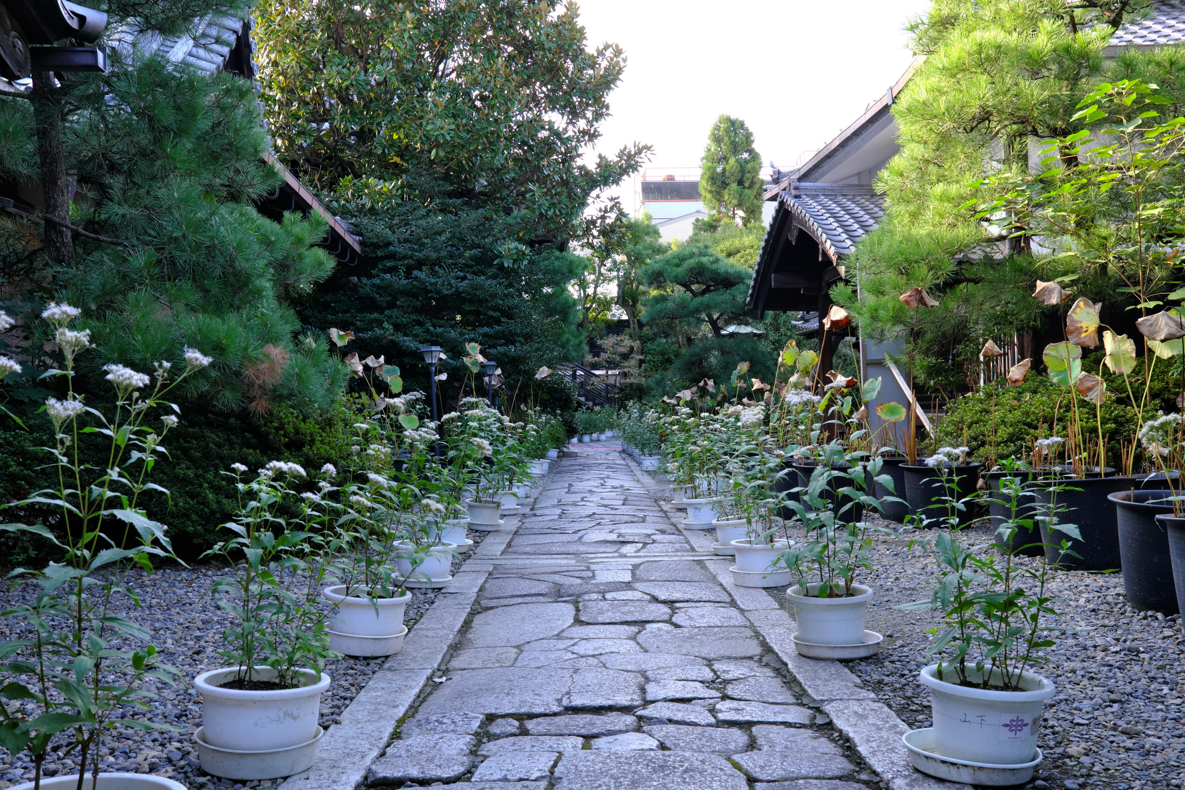 石の小道が続く静かな庭園の景色 植木鉢に白い花が並んでいる