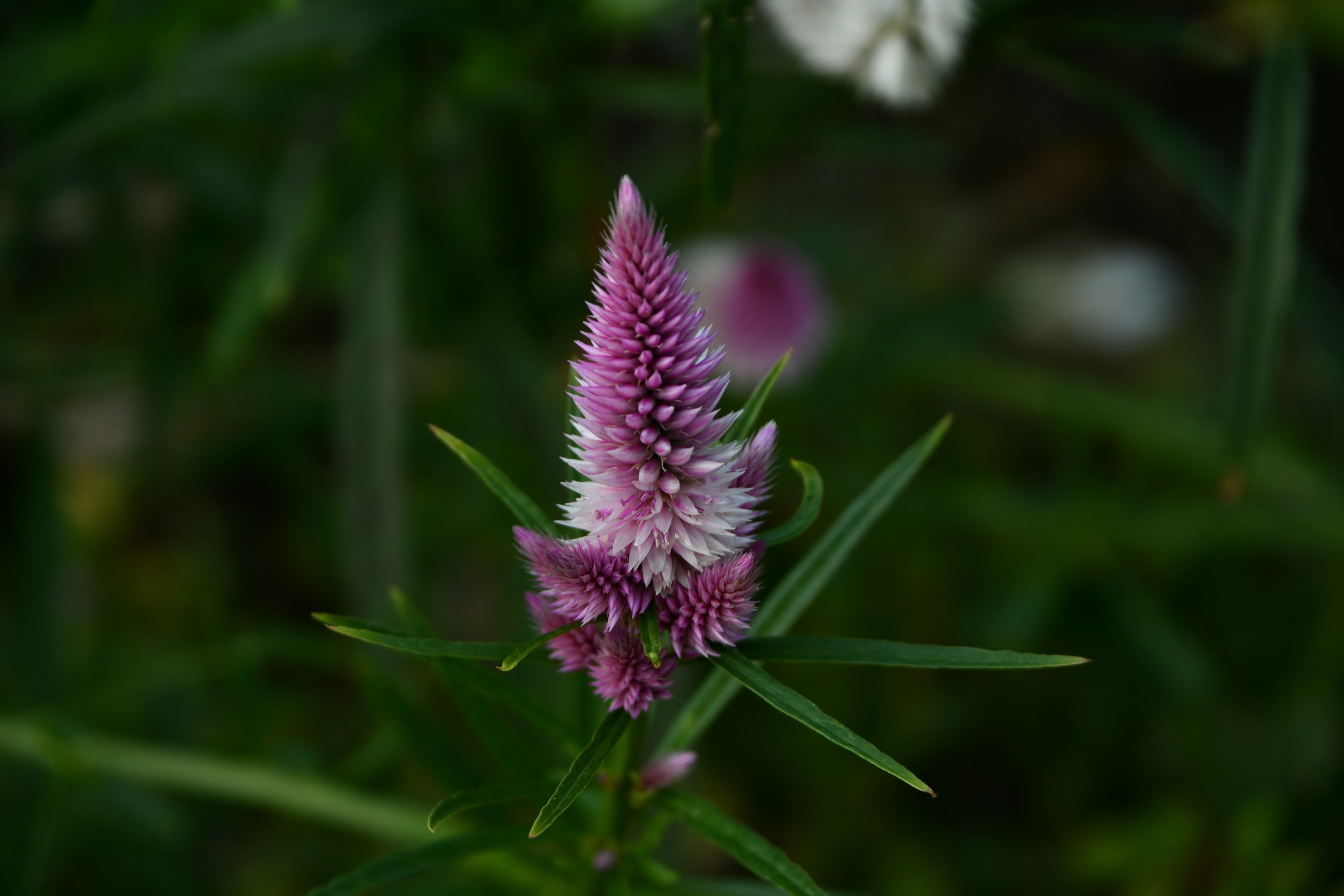 Lebendige lila Blume umgeben von grünen Blättern