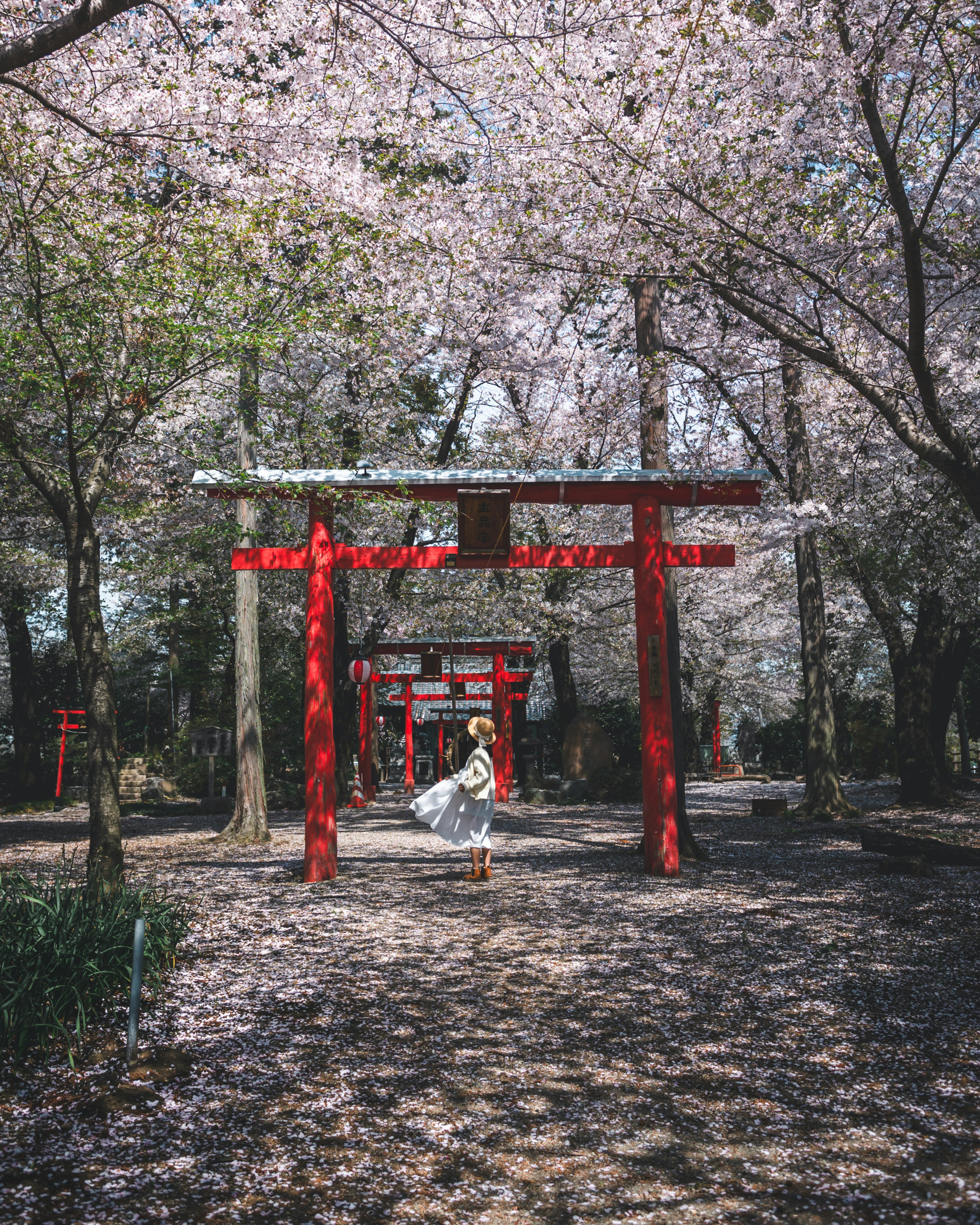 桜の木の下で赤い鳥居が並ぶ道を歩く女性