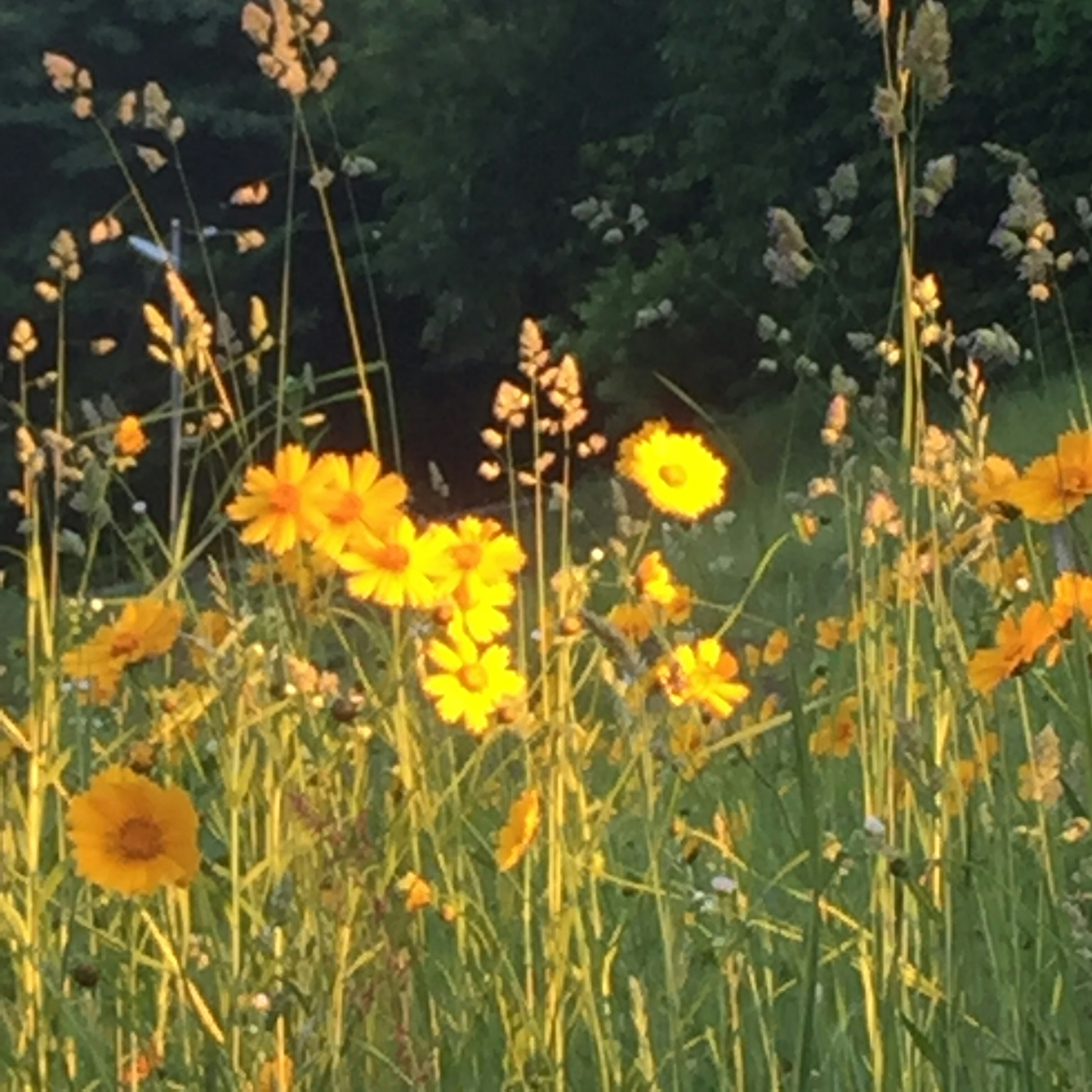 A field of yellow flowers and green grass illuminated by sunlight