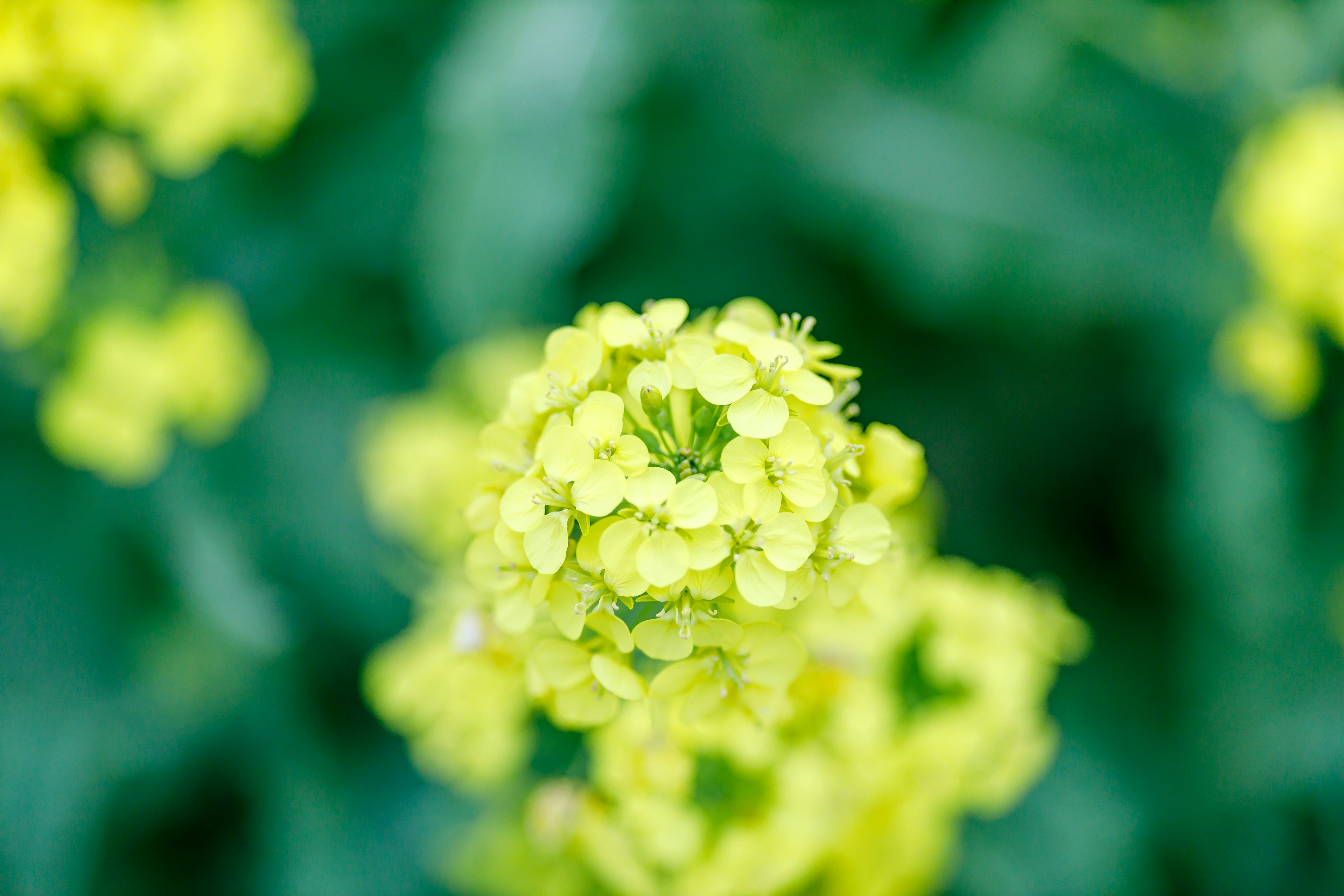 Gros plan de fleurs jaunes vibrantes avec un fond vert