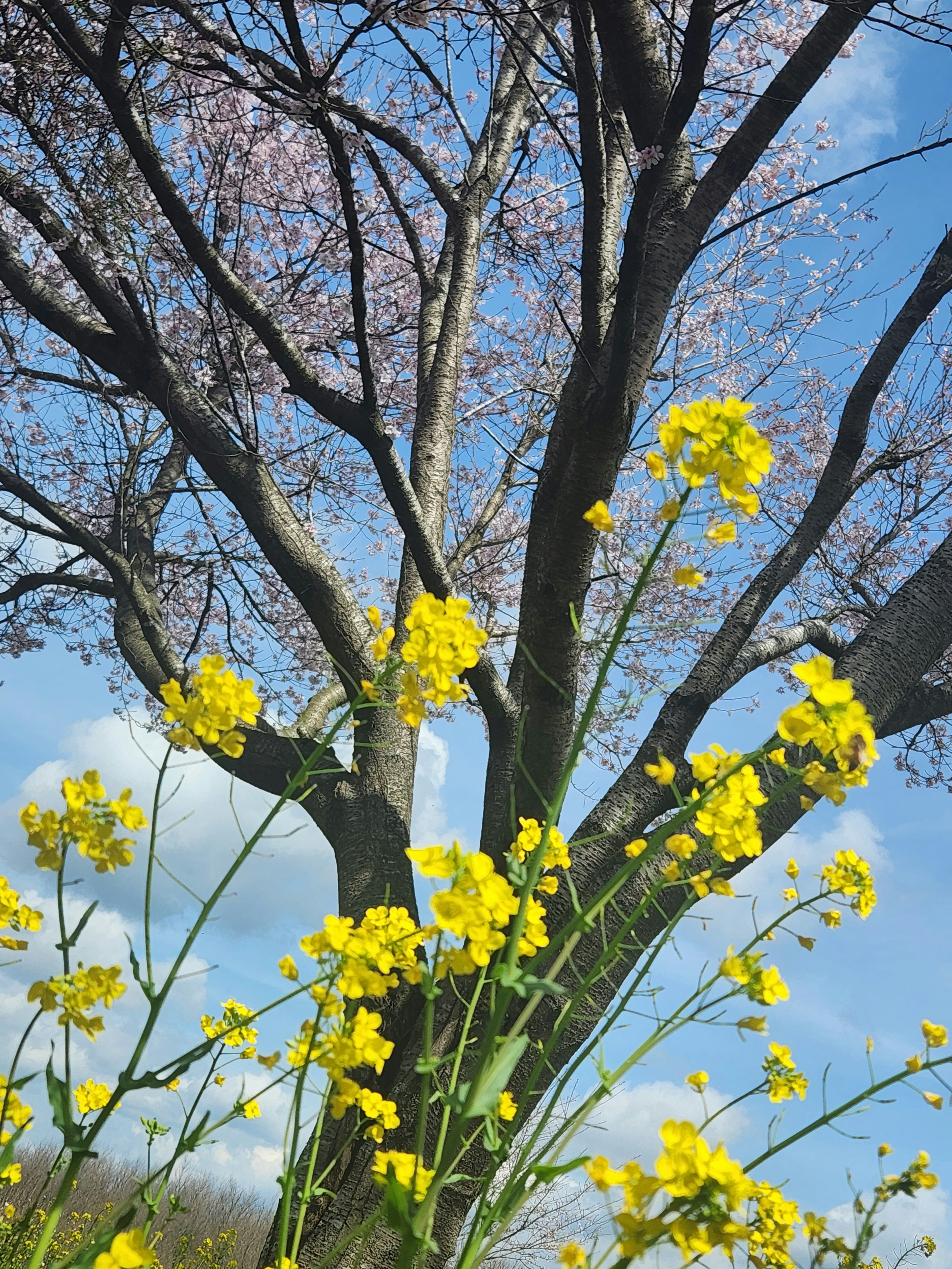 Yellow flowers blooming under a spring blue sky with a cherry blossom tree