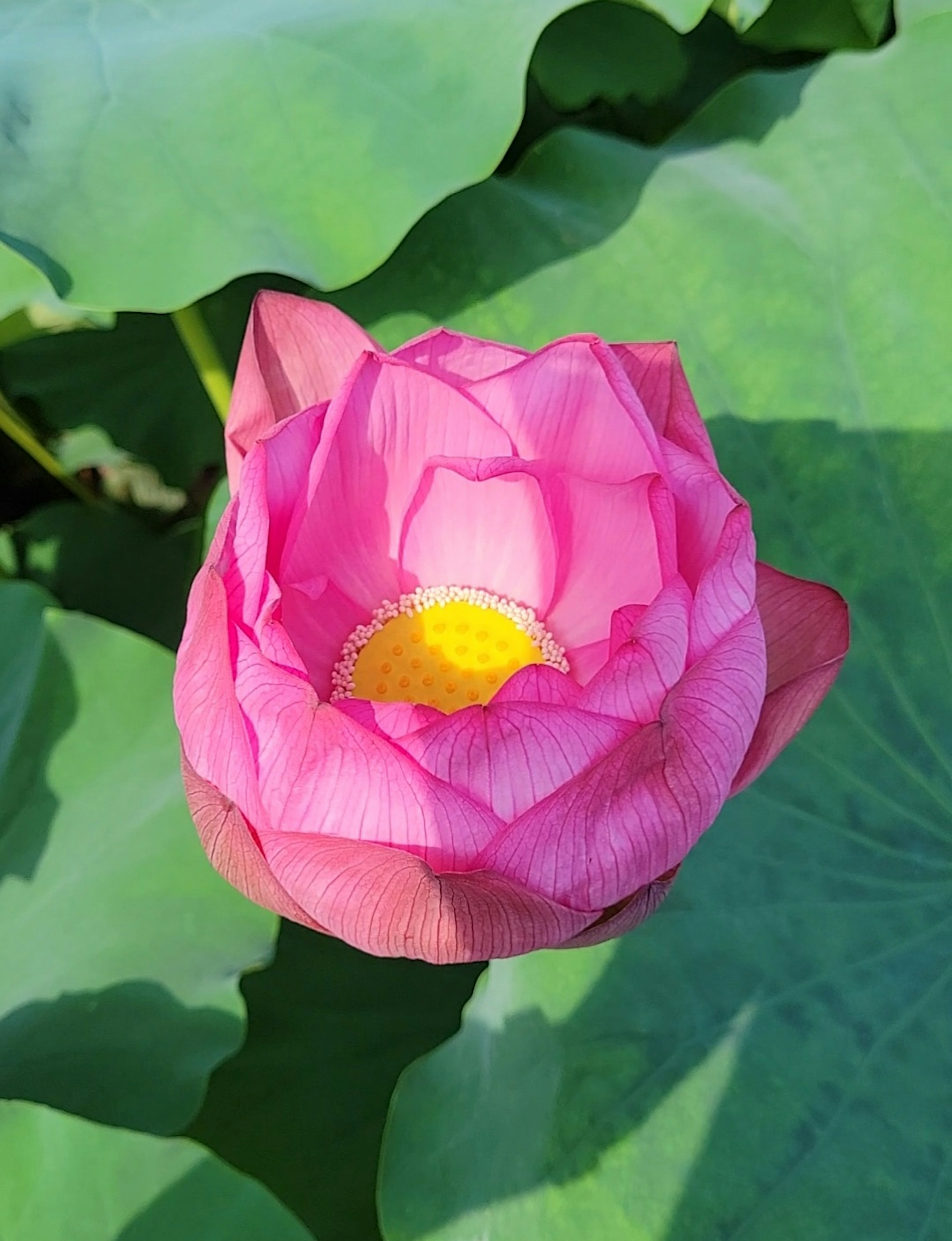 Hermosa flor de loto rosa con hojas verdes vibrantes