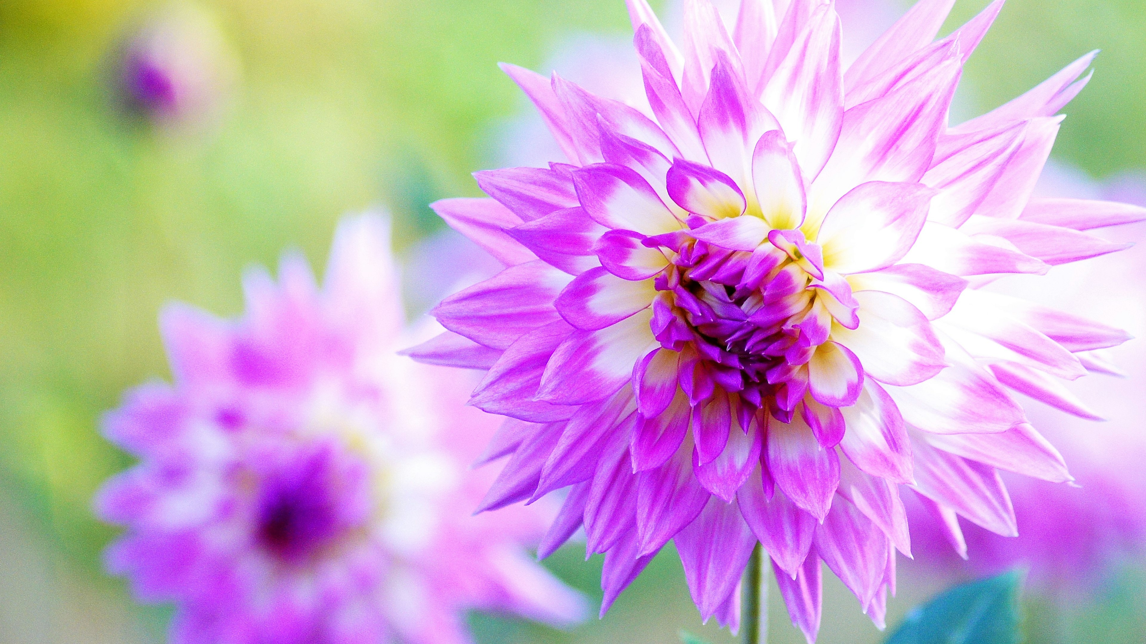 Une fleur violette éclatante en pleine floraison avec un arrière-plan flou