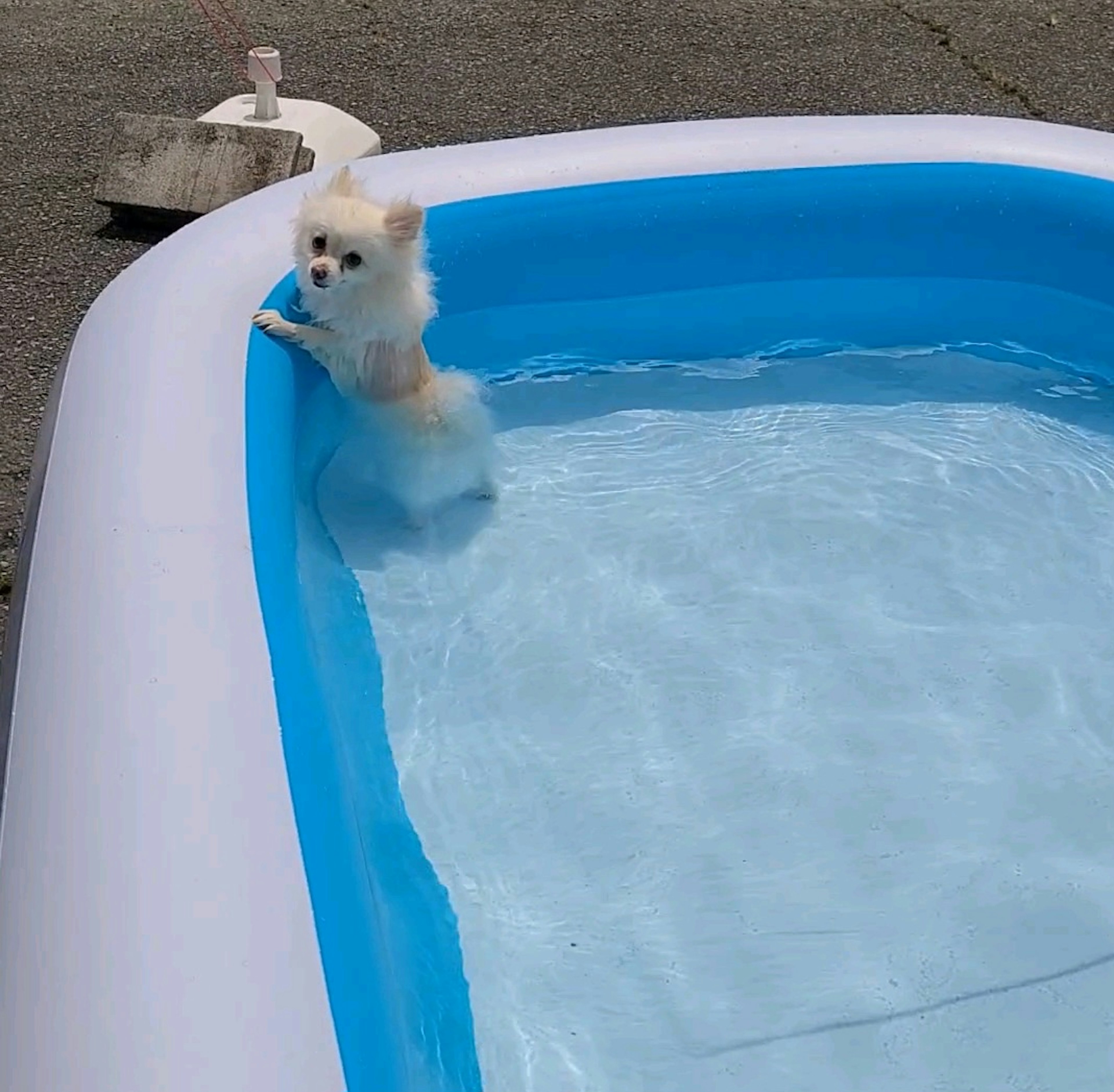 Cachorro pomerania en una pequeña piscina inflable