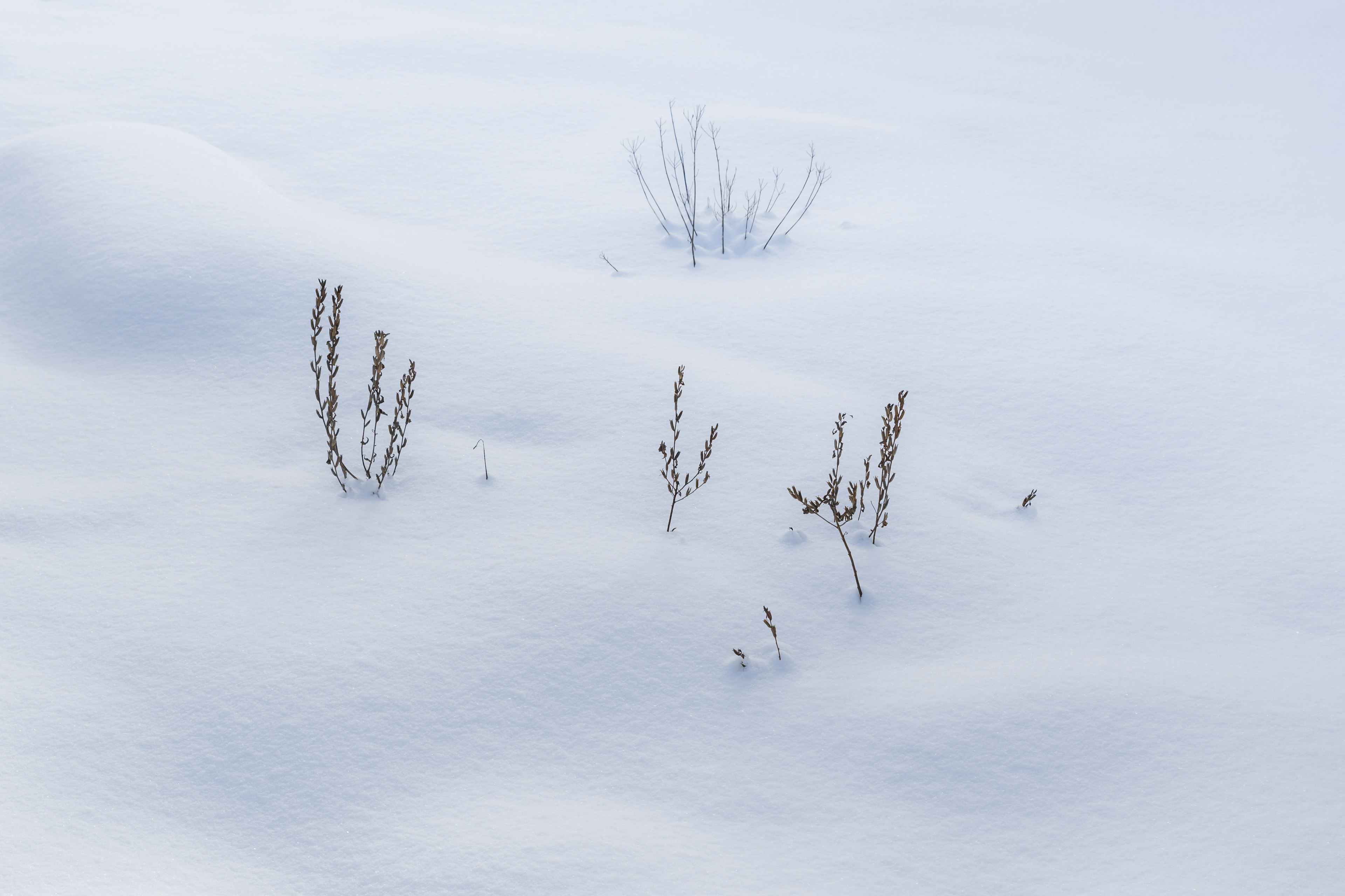 Plants peeking through a blanket of snow