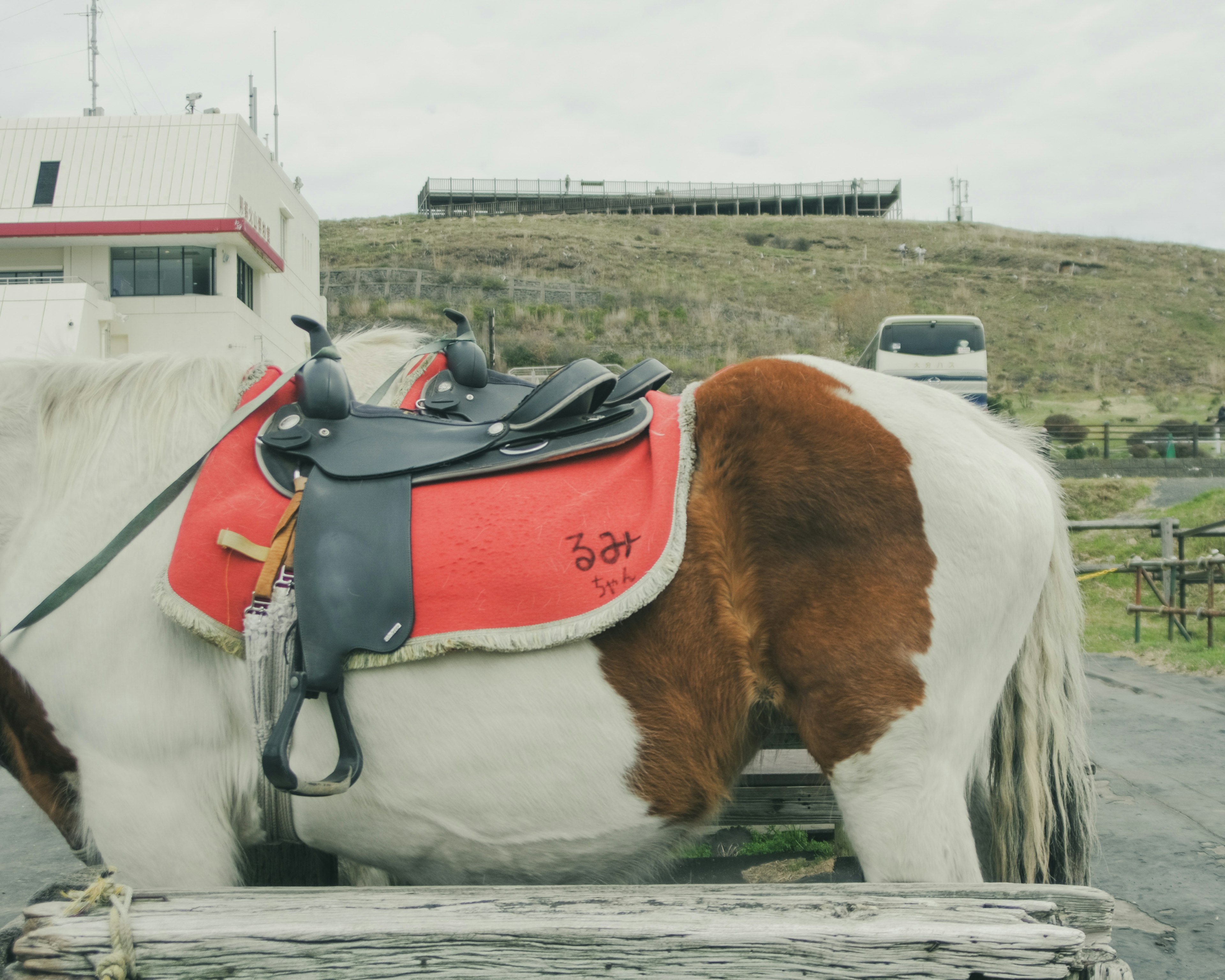 Un cavallo bianco e marrone con una sella rossa sullo sfondo di edifici e una collina