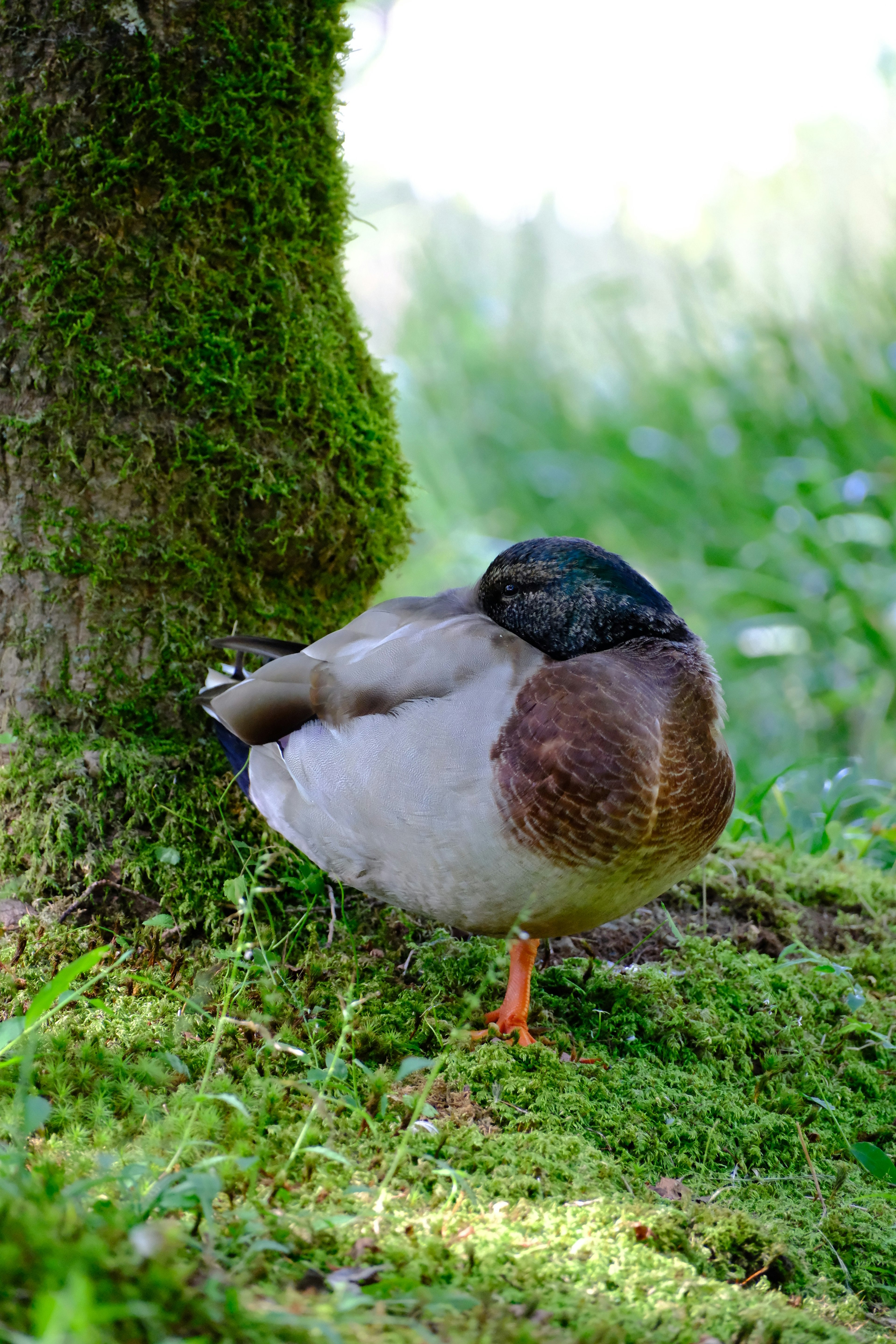 木の根元で休んでいるカモの後ろ姿