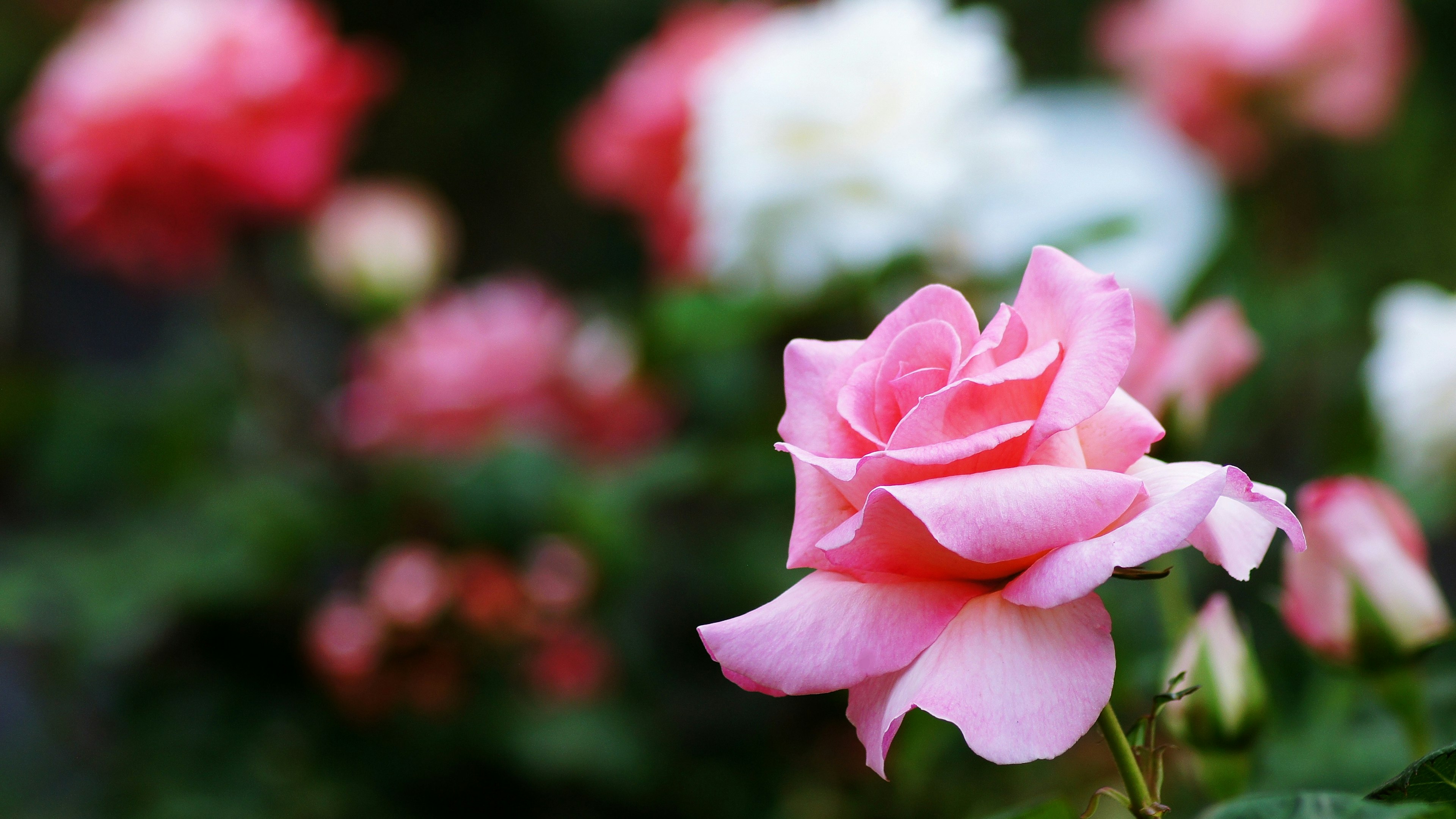 A pink rose blooming with other colorful roses in the background