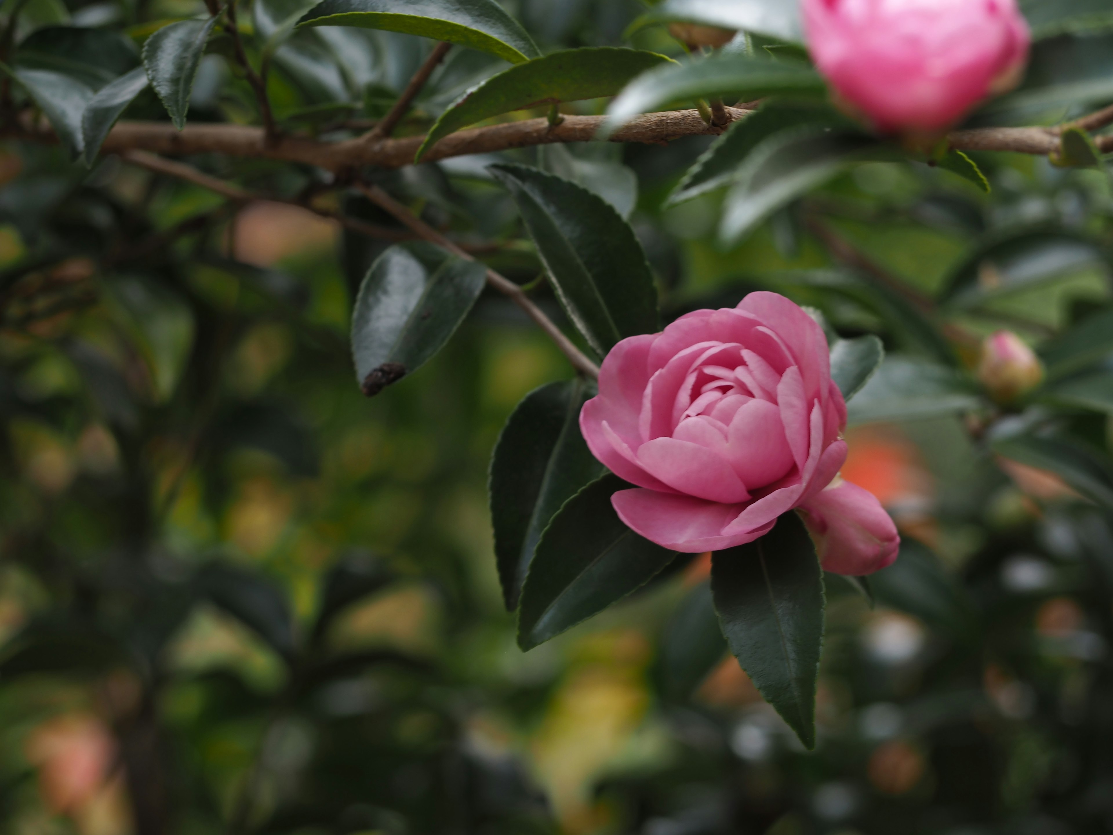 A vibrant pink camellia flower surrounded by green leaves