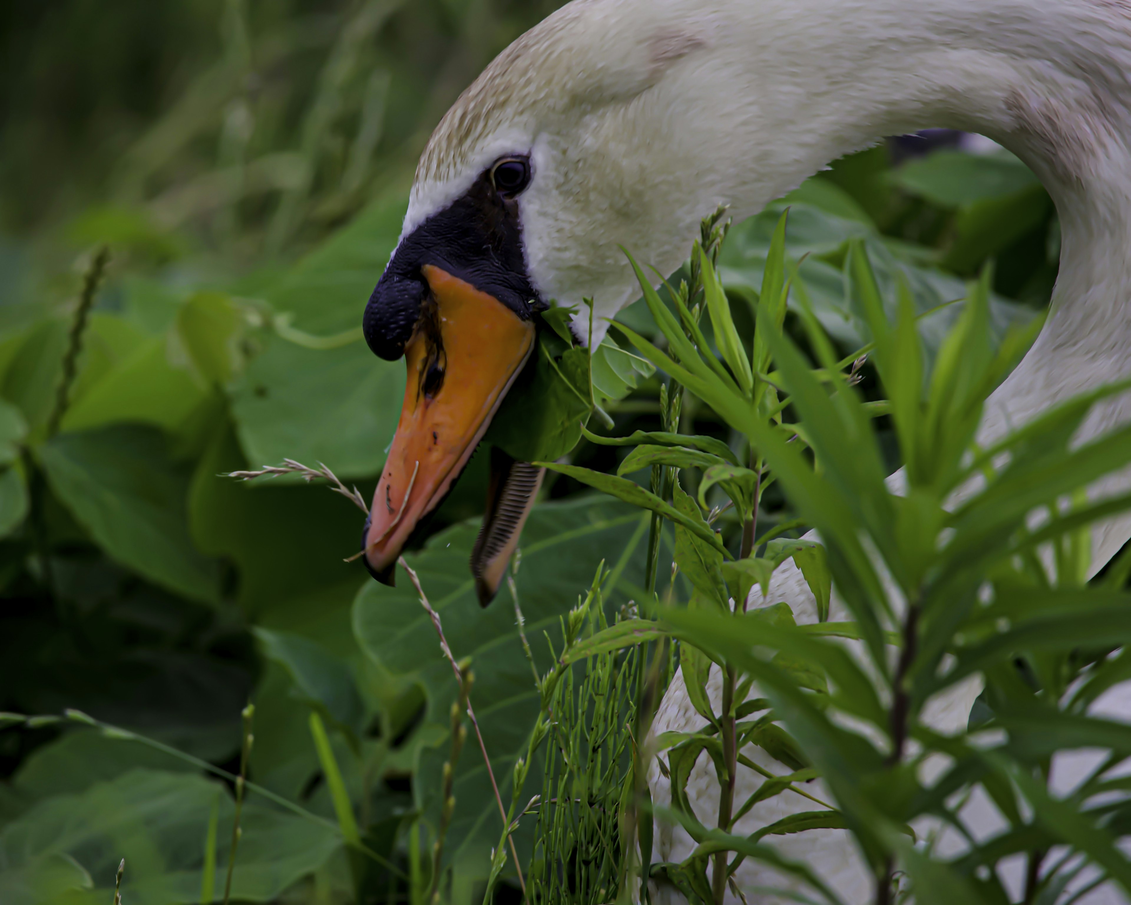 白鳥が葉を食べている姿が緑の植物に囲まれている