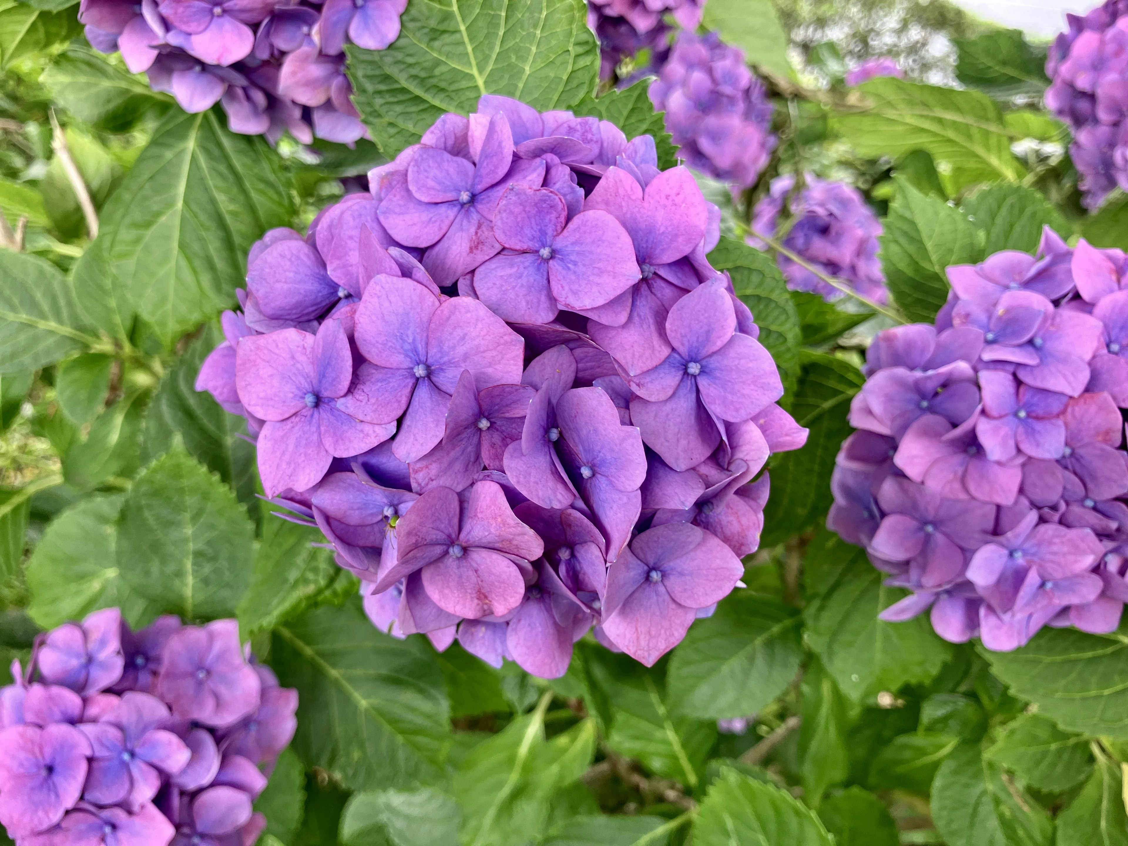 Purple hydrangea flowers with green leaves in the background